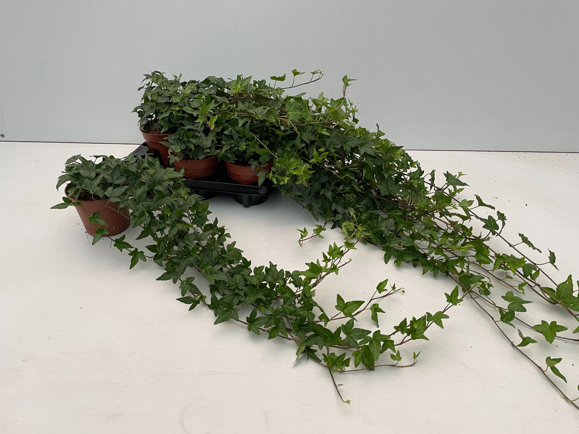 Hedera Shamrock Rank 70cm, D 13 cm