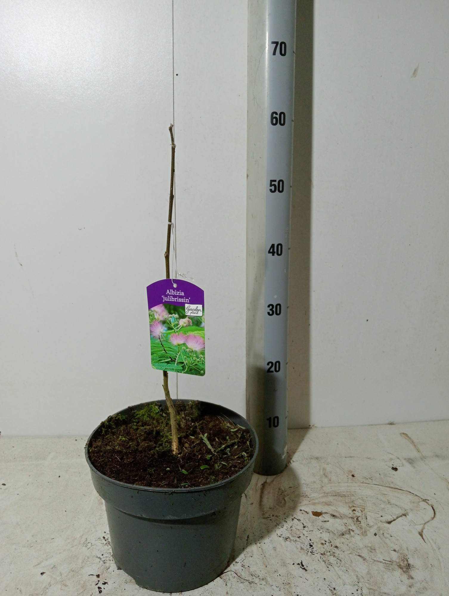 albizia julibrisin (perzische slaapboom), D 23