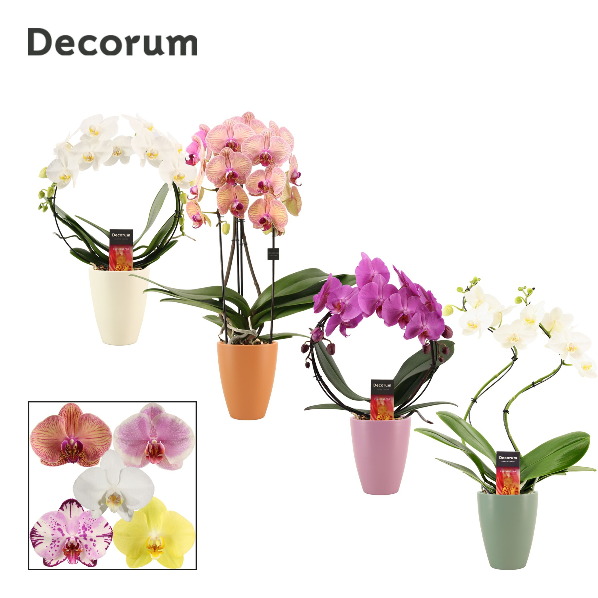 Phalaenopsis vormen mix 2 tak in Carly (Craft world-collection), D 12 cm