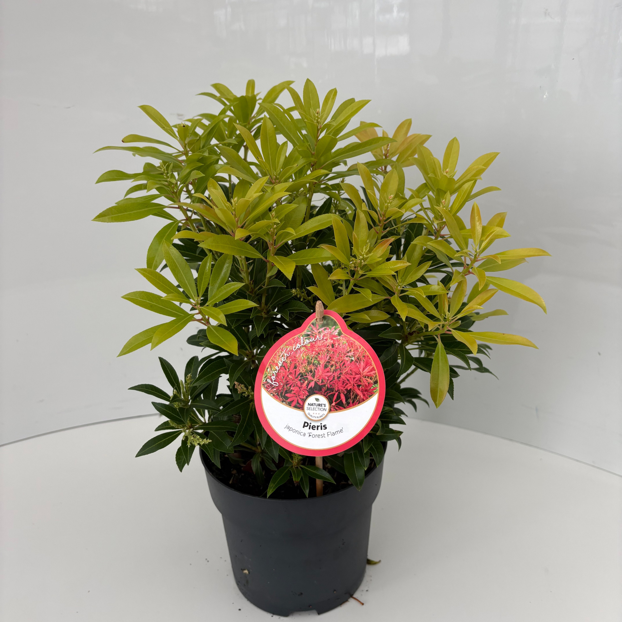 Pieris 'Forest Flame', D 17