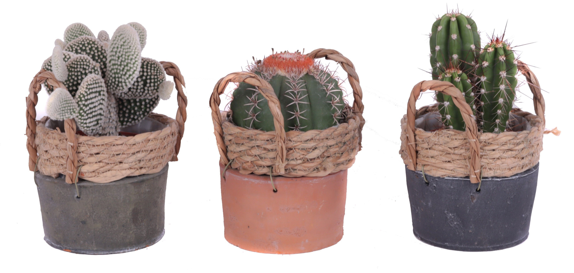 Cactus mix 10,5 cm in kiribati pot, D 13 cm