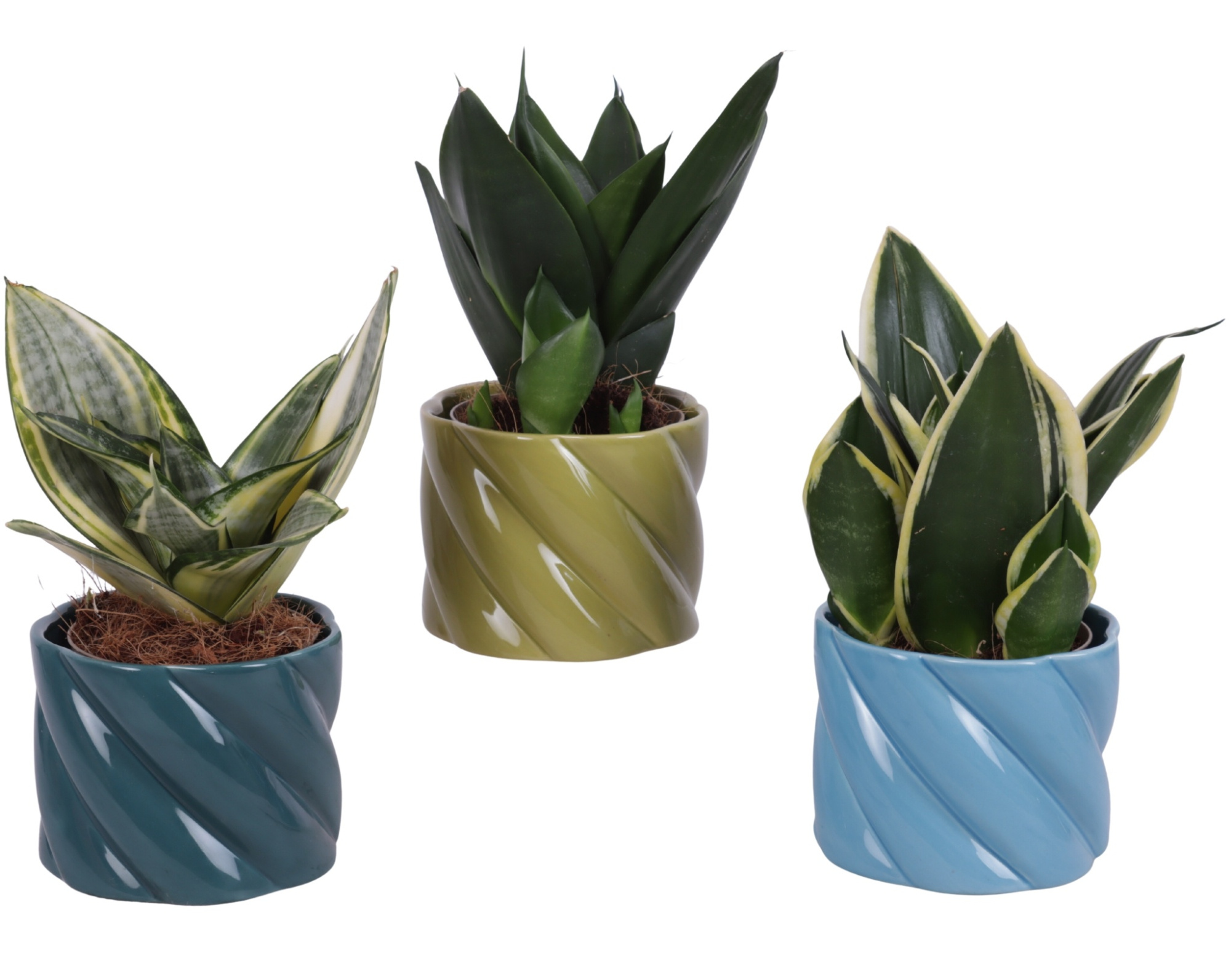 Sansevieria Compacta mix Ø09cm in Ø11cm Ceramic FB674, D 11
