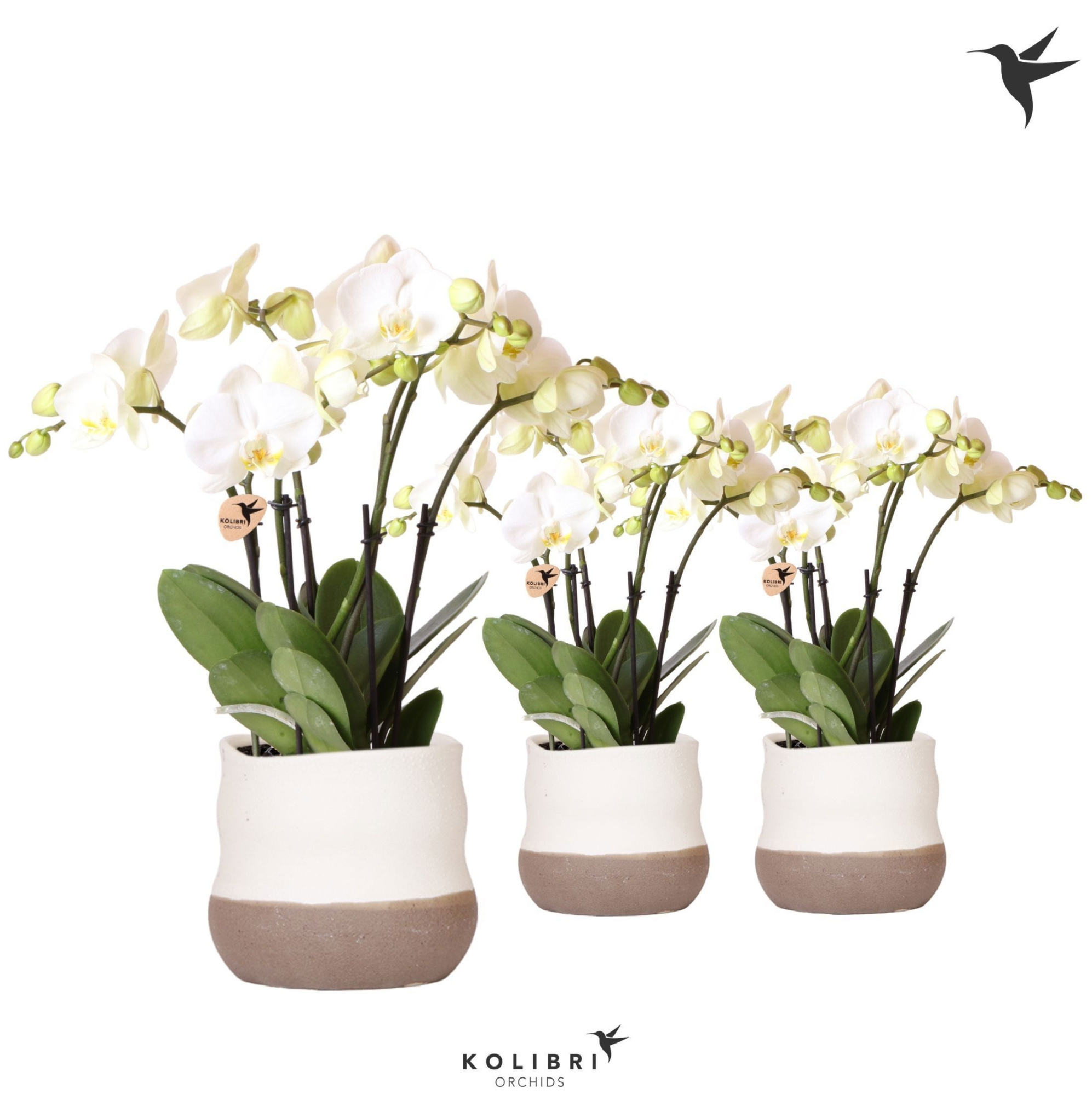 Kolibri Orchids Phalaenopsis Ghent 4spike in Imperfect Bag pot, D 12