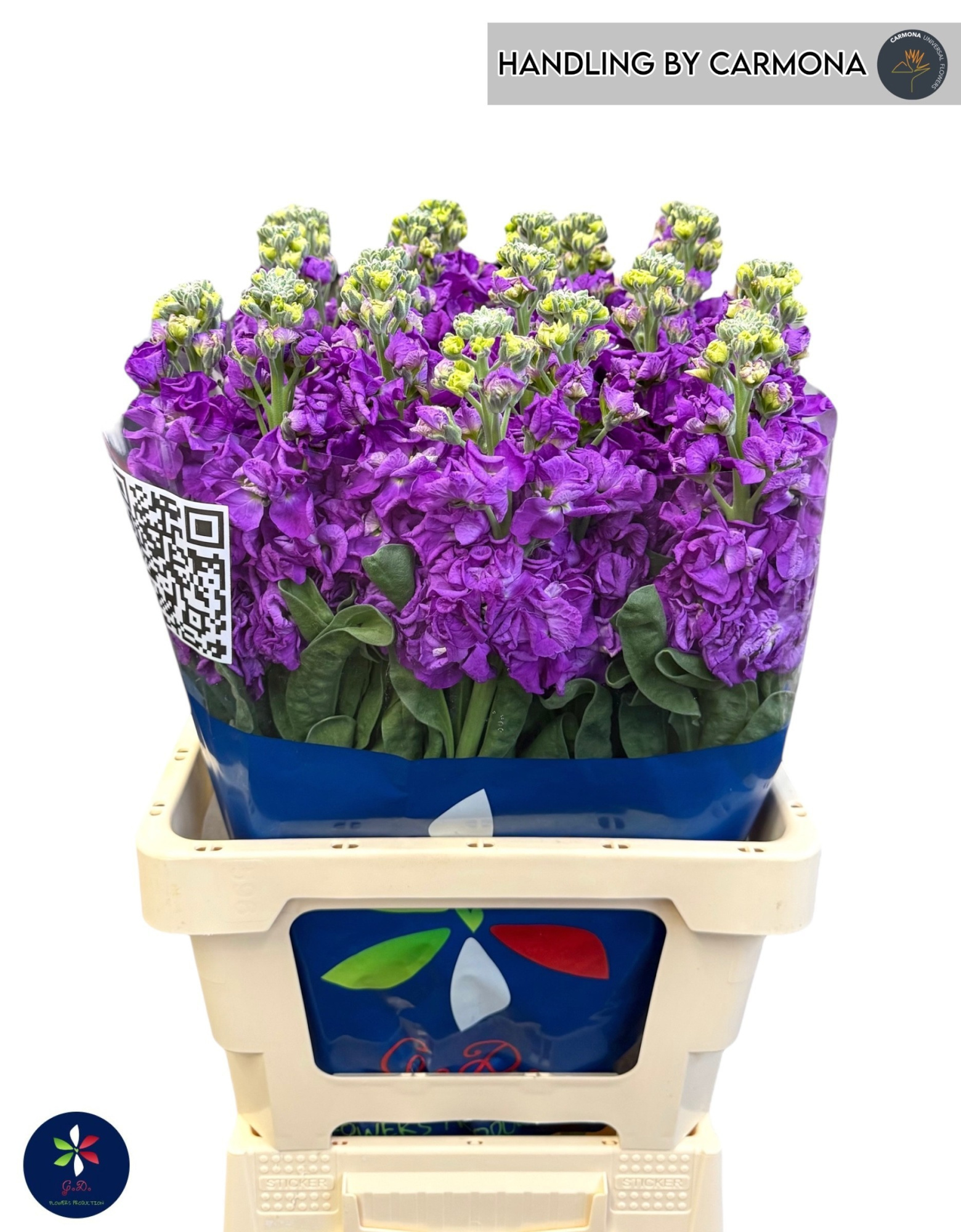 Маттиола од. Айрон Перпл 65, шт.