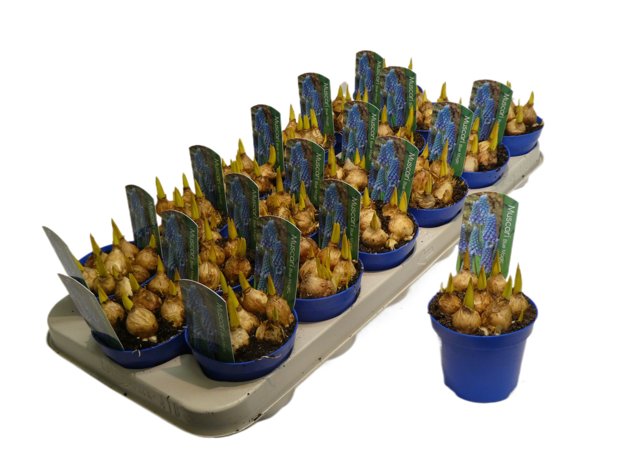 Muscar blue magic, D 9