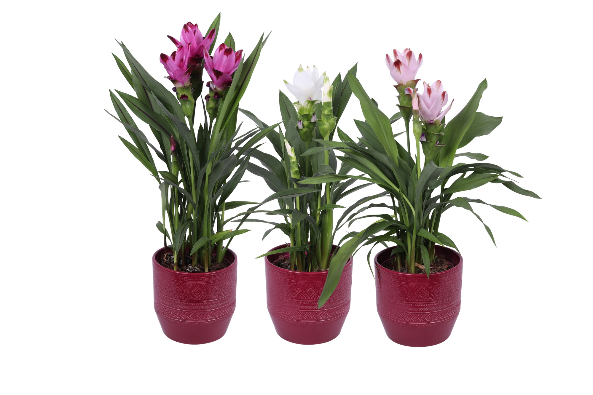 KP-810.4 - Curcuma Siam Mix 14cm luxe keramiek trible motief, D 14