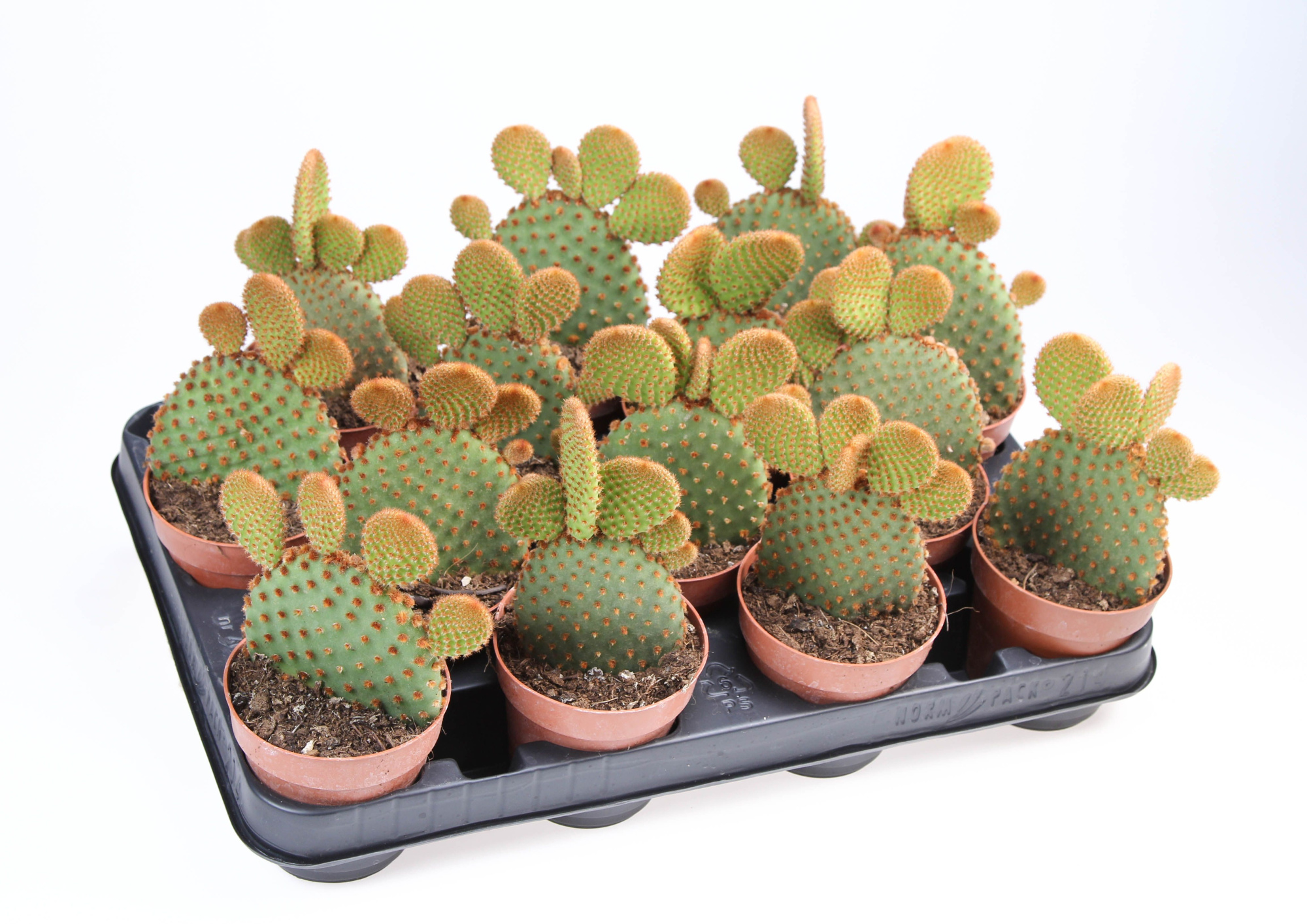 Opuntia microdasys Rufida, D 8,5 cm