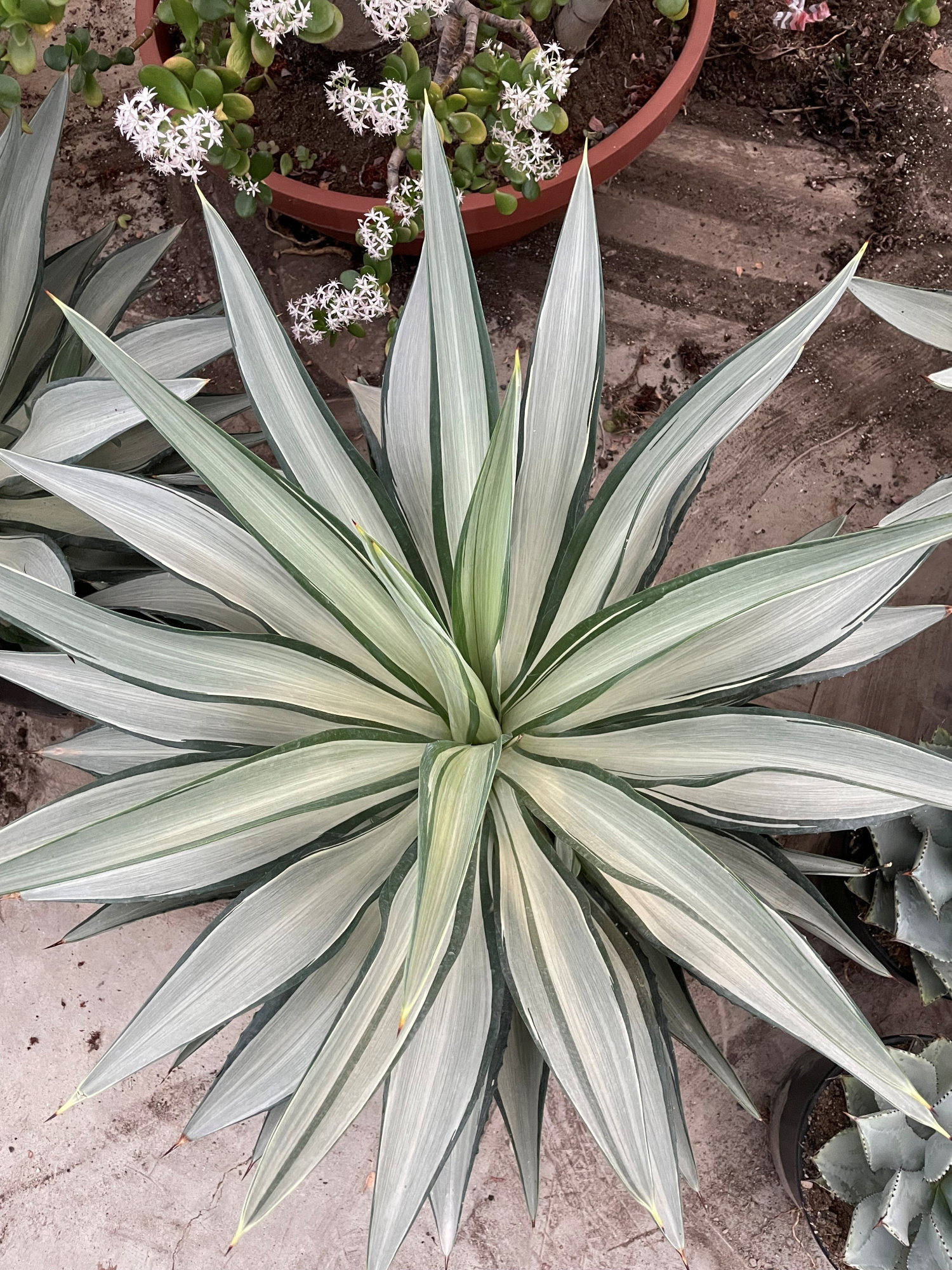 805 Agave Linden, D 25