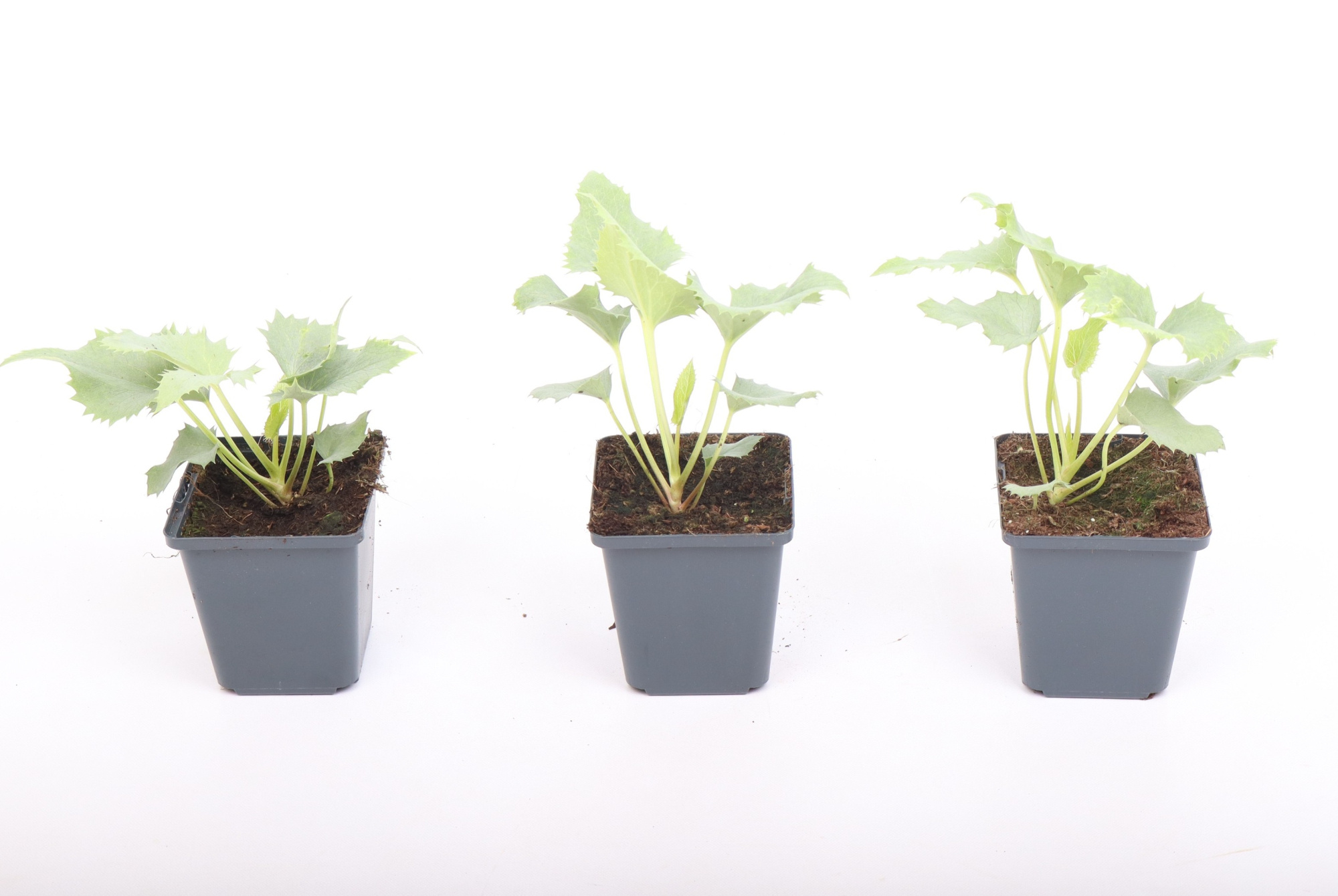 Helleborus sternii 'Silver Star' 9 cm, D 9 cm