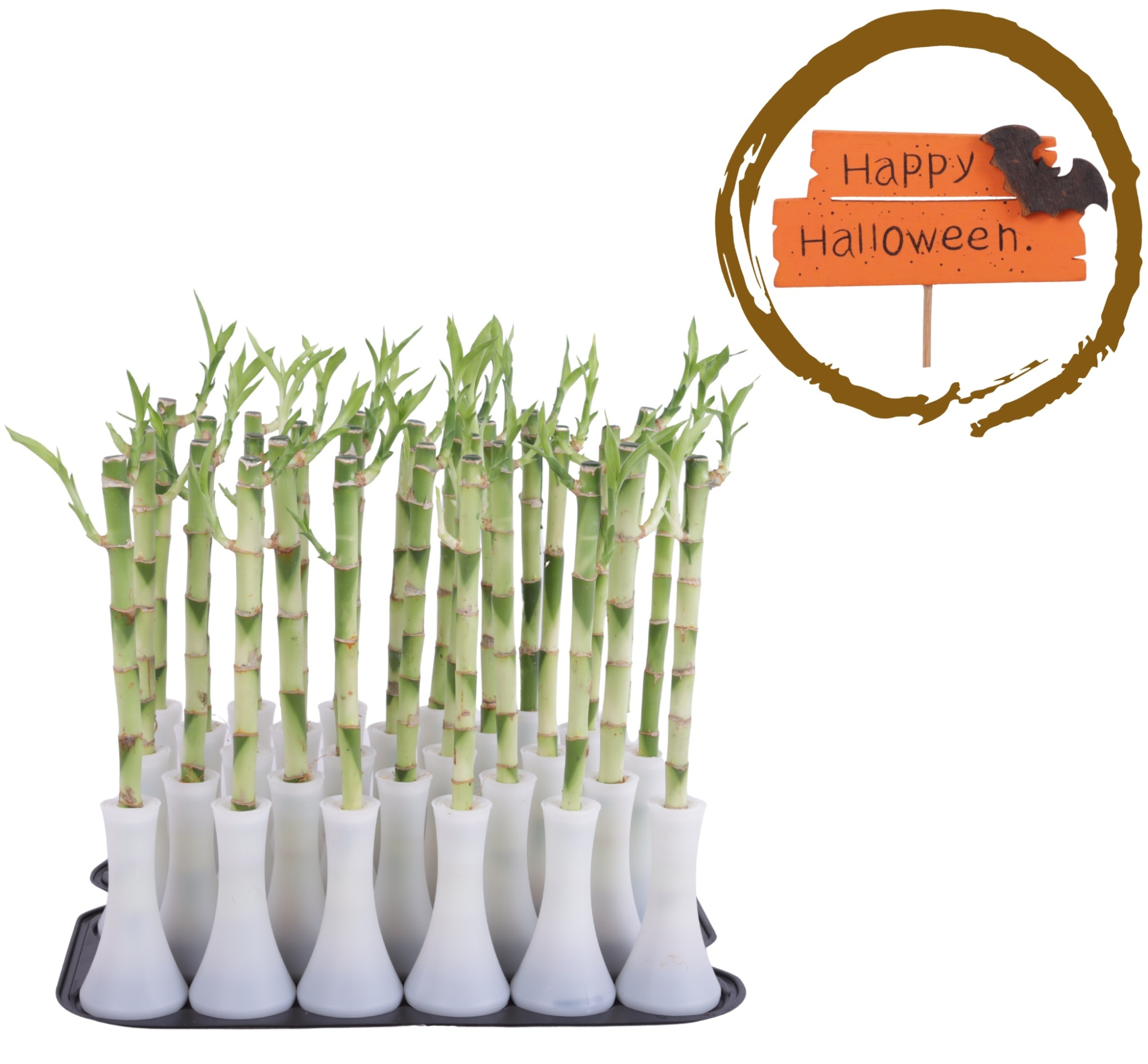 Lucky Bamboo Stem Straight 30cm in Tube Vase White, D 6 cm