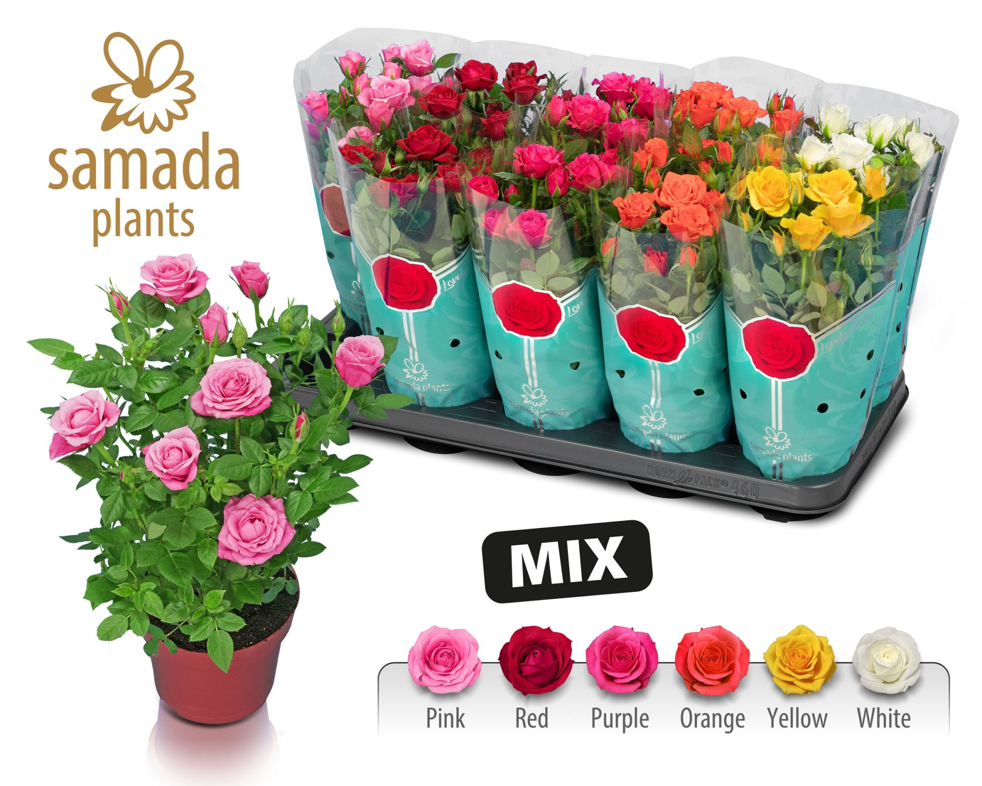 Enjoy Zomer Mix, D 12 cm