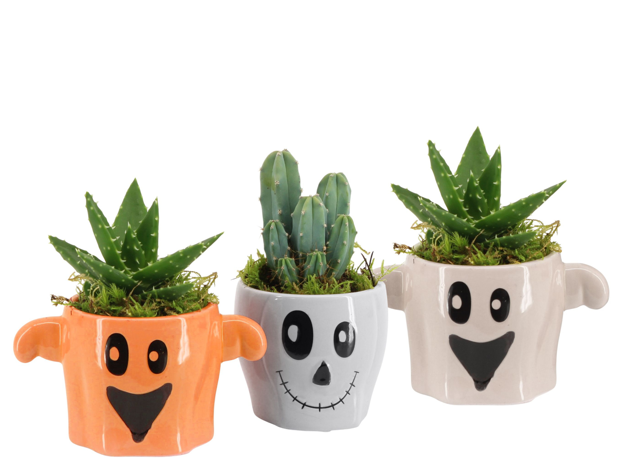 83274: Halloween arrangement, D 9 cm