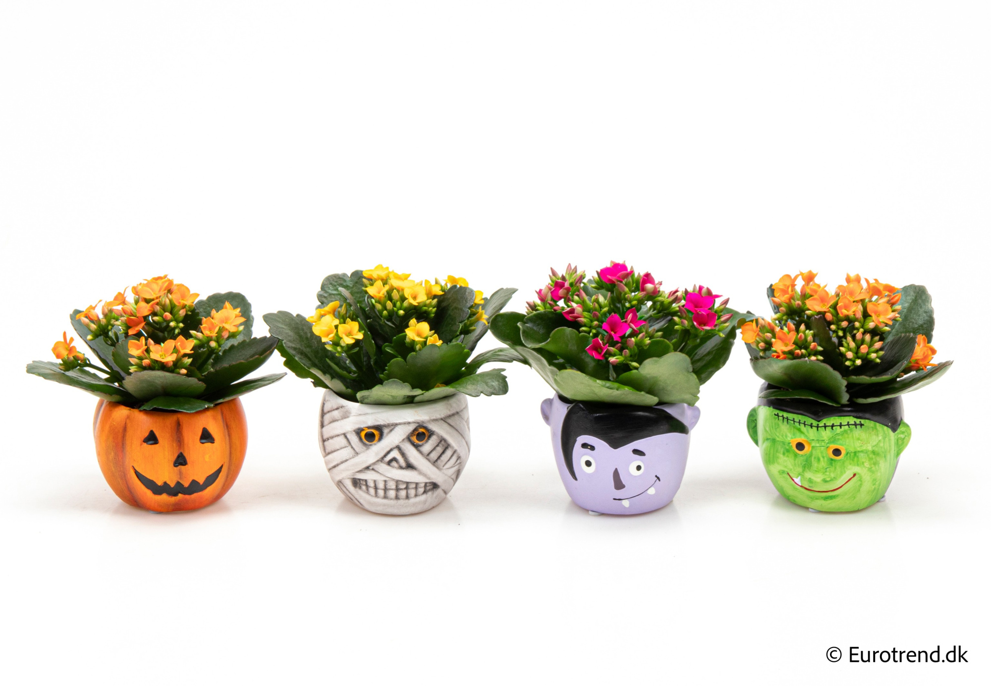 Kalanchoe in Halloween ceramic 2025, D 6 cm