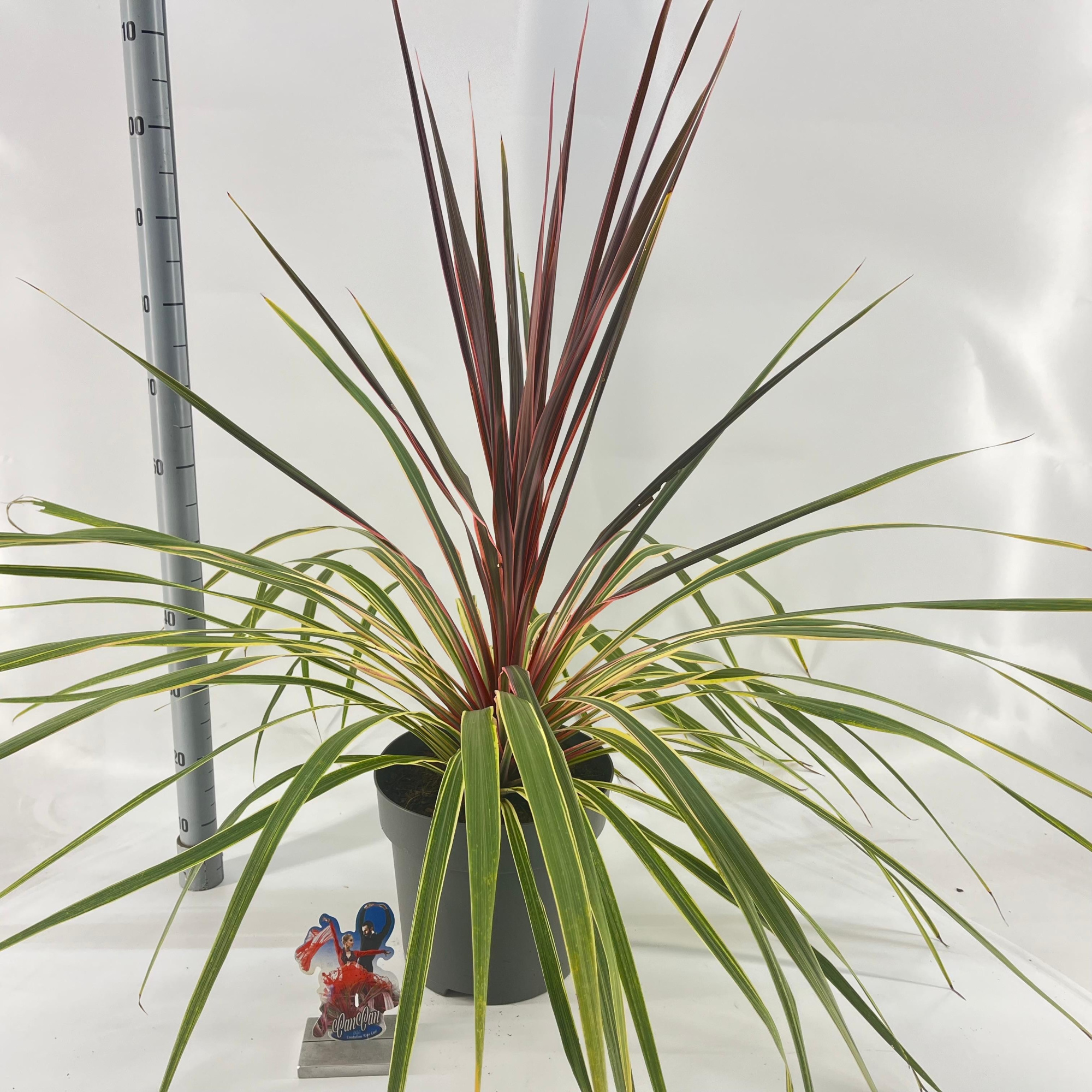 Cordyline australis 'Can Can', D 32 cm