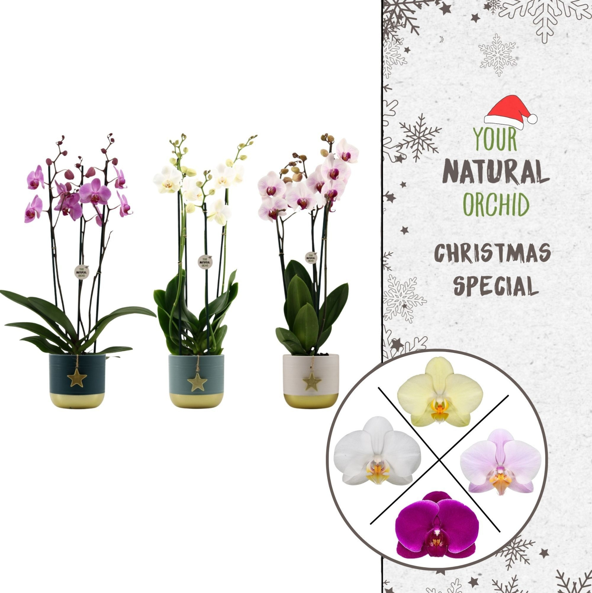 Your Natural Orchid | Gemengd Silent Night | Phal. 3 spike, D 12