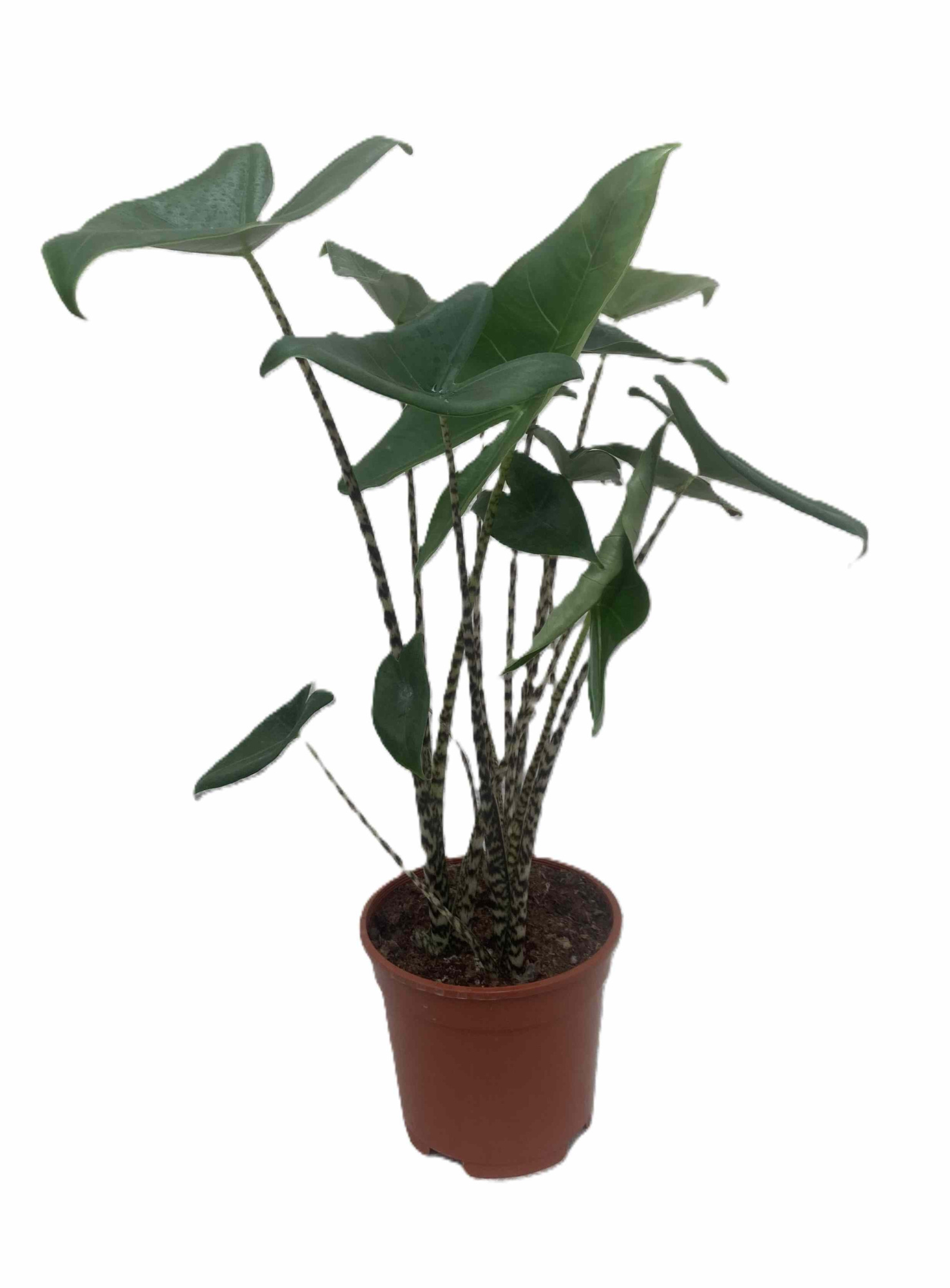 ALOCASIA X AMAZONICA 'Zebrina', D 17 cm