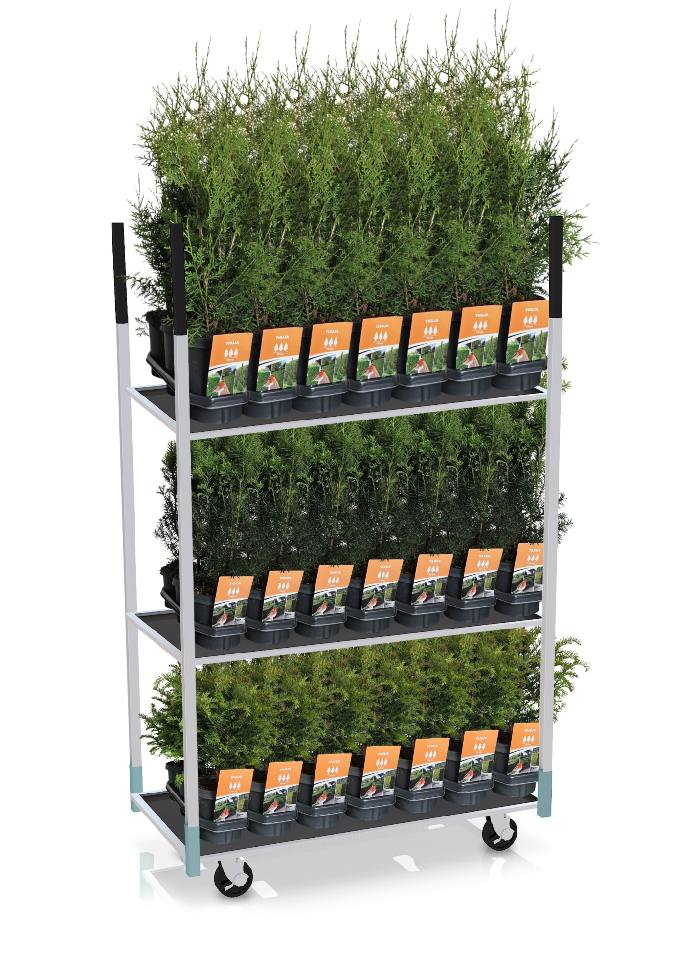 Hedgeline mix-CC C3, D 19 cm