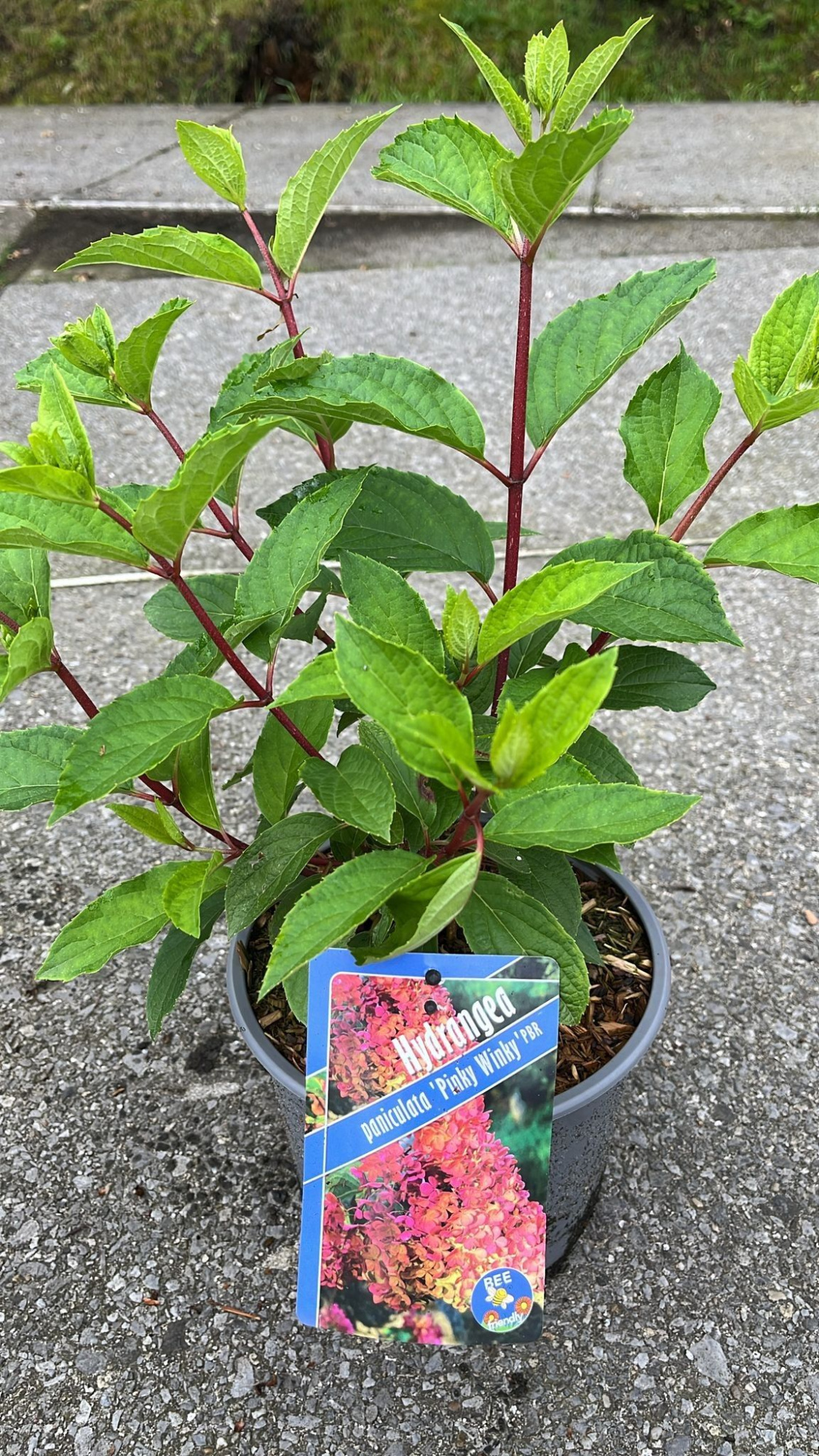 Hydrangea pan. Pinky Winky ('Dvppinky'PBR), D 19 cm