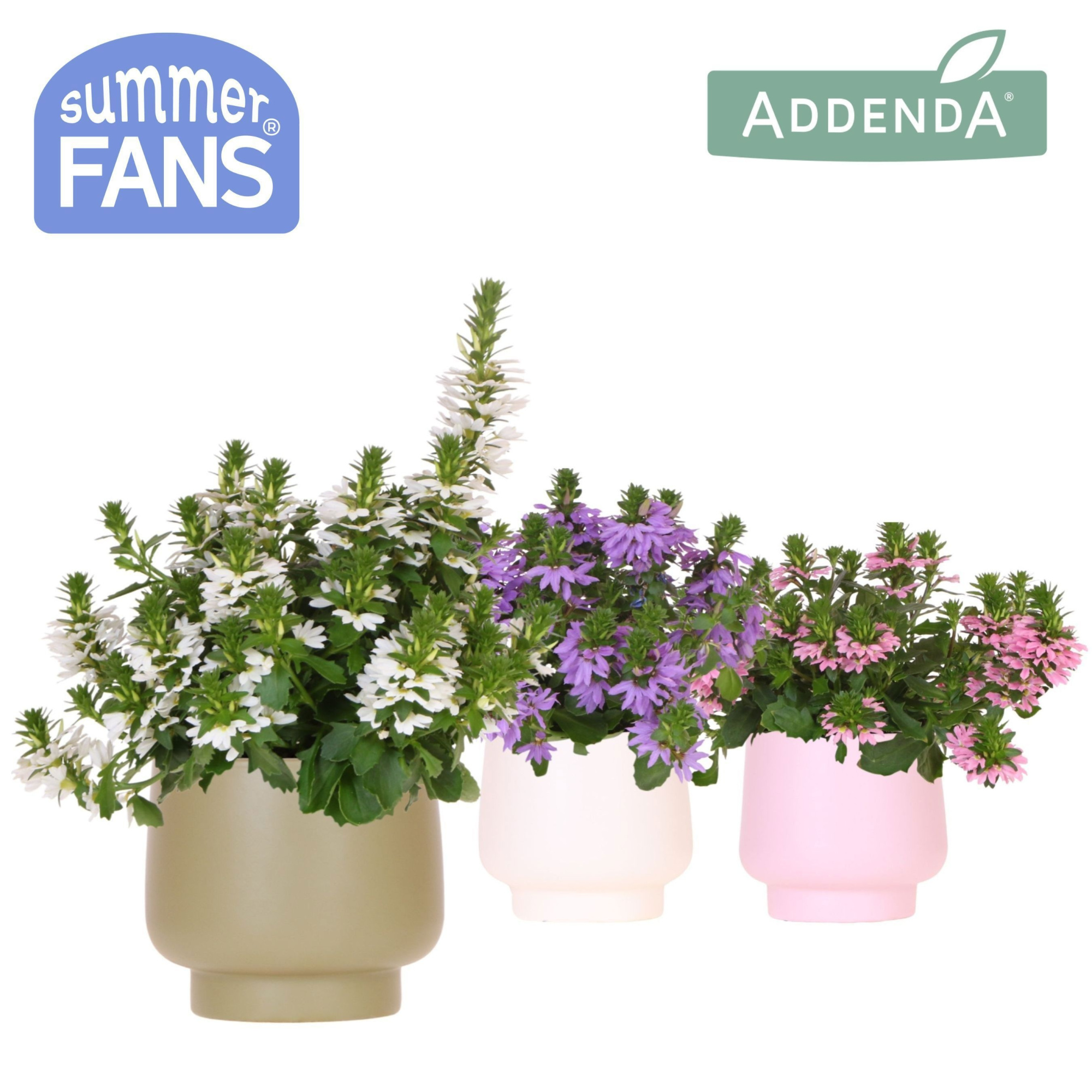 Scaevola mix in Scandic pot mix, D 12