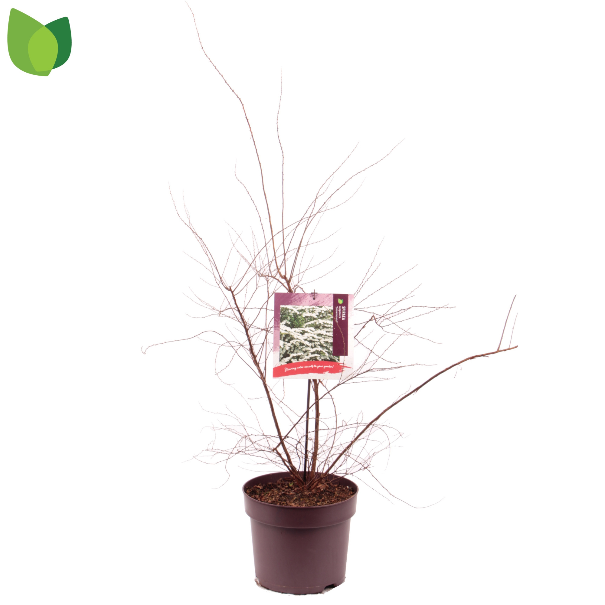 Spiraea nipponica 'Snowmound' C7,5/P26, D 26
