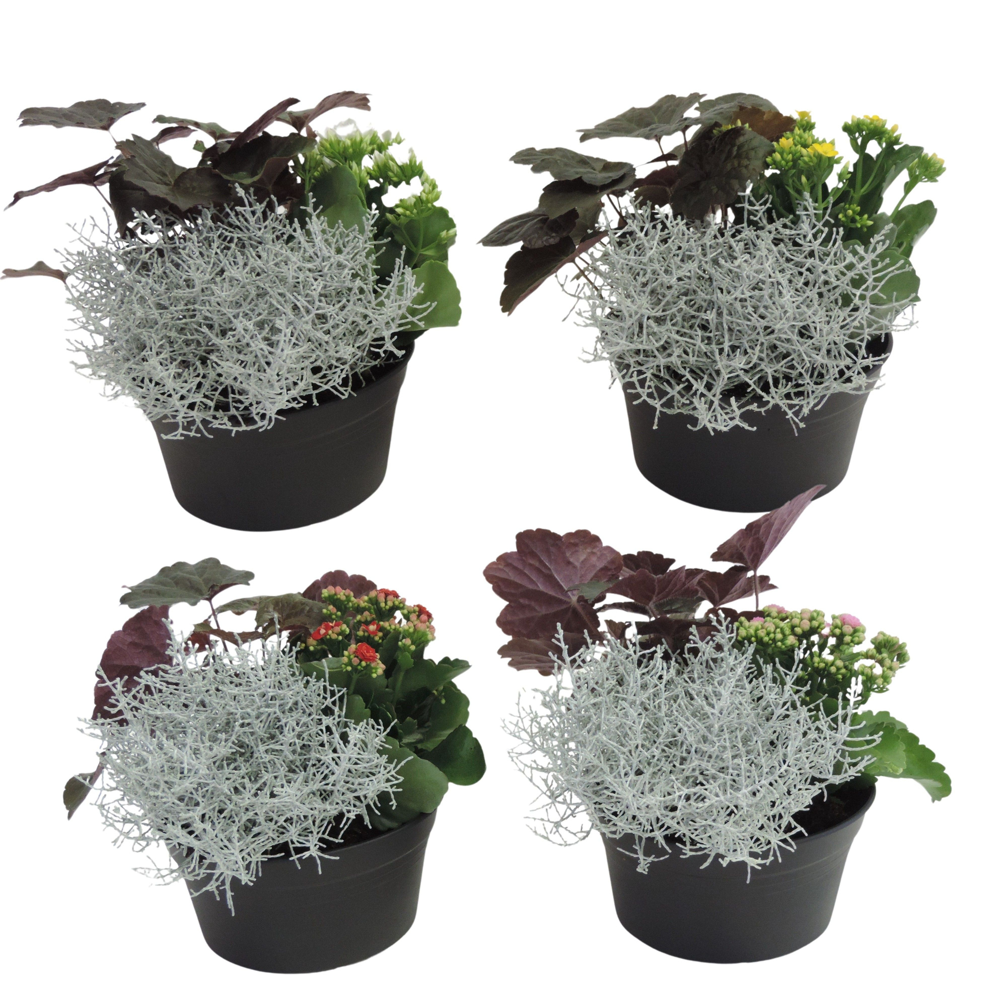 Arrangement in Schaal 19 cm Gemengd, D 19