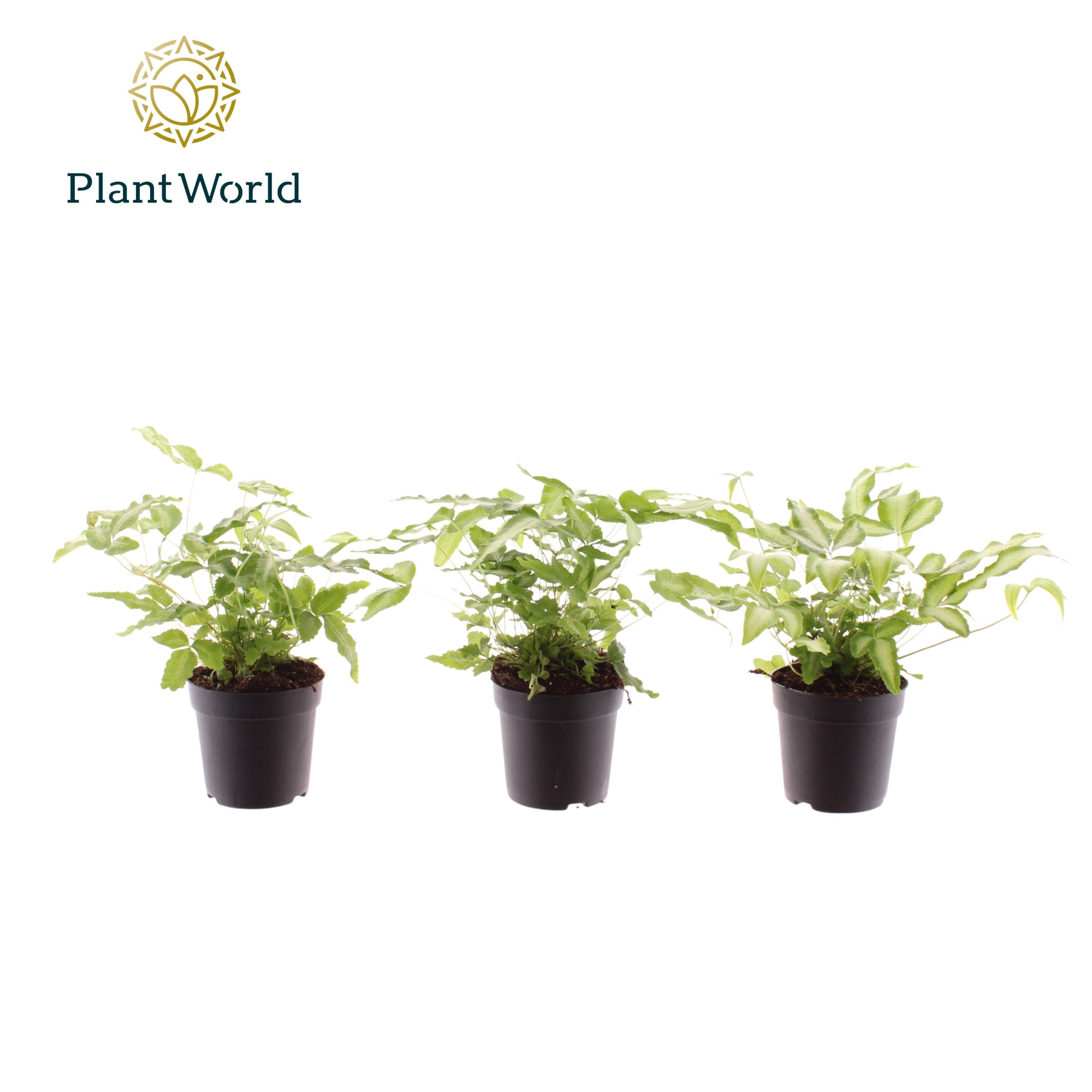 Pteris cretica 'Albolineata' 7 cm, D 7 cm