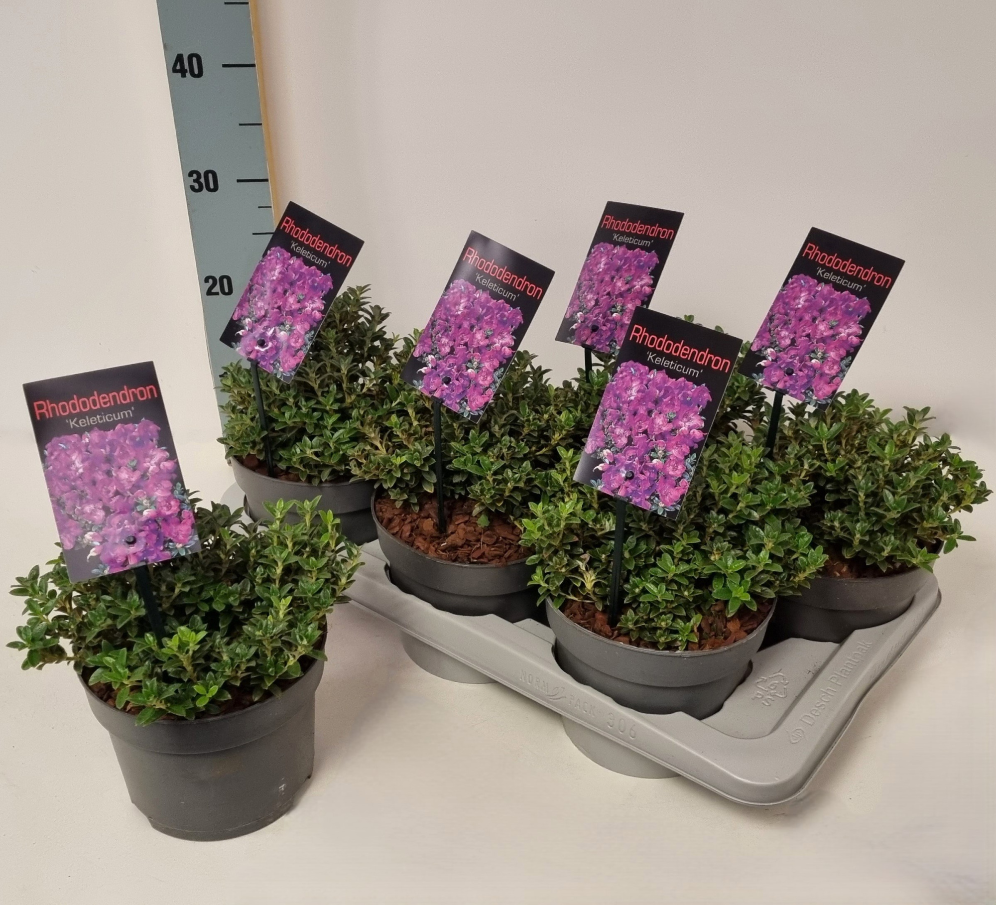 Rhododendron cal. 'Keleticum' P17, D 17 cm