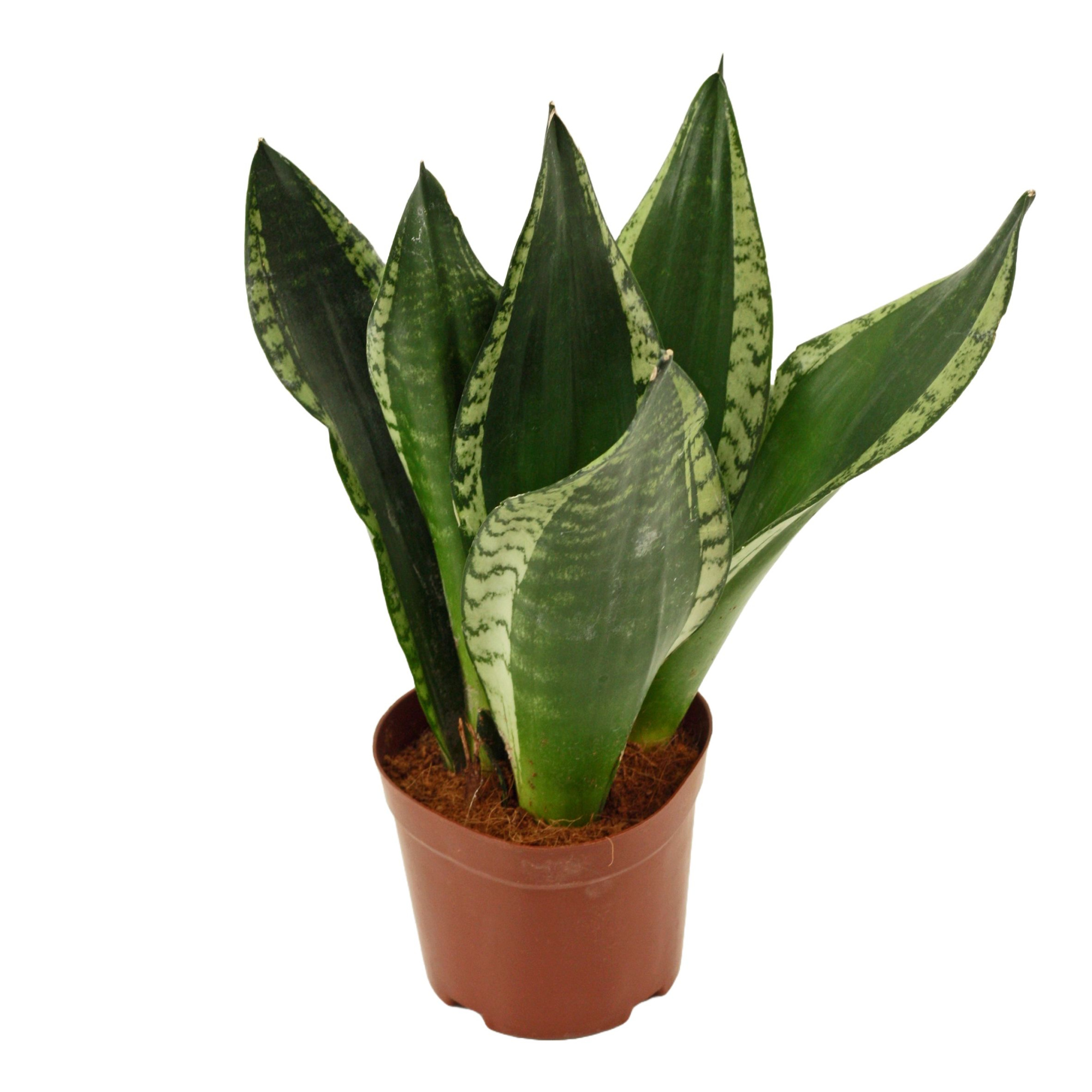 Sansevieria Silver flame 12 cm, D 12 cm