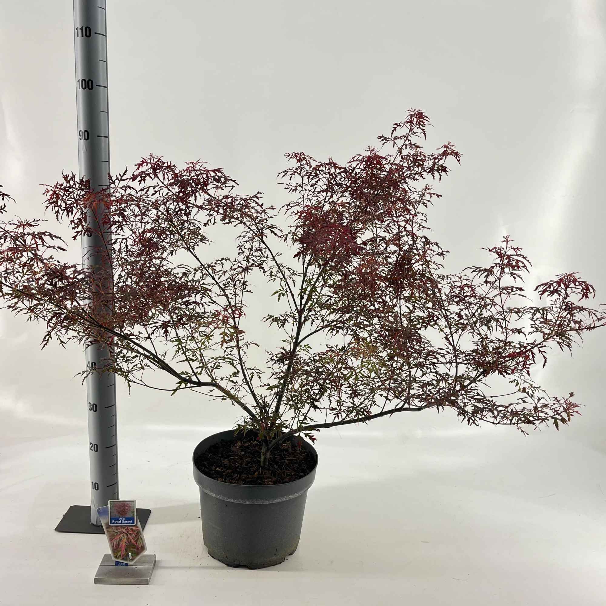 Acer pal. 'Royal Garnet ('Opstal11PBR), D 29 cm