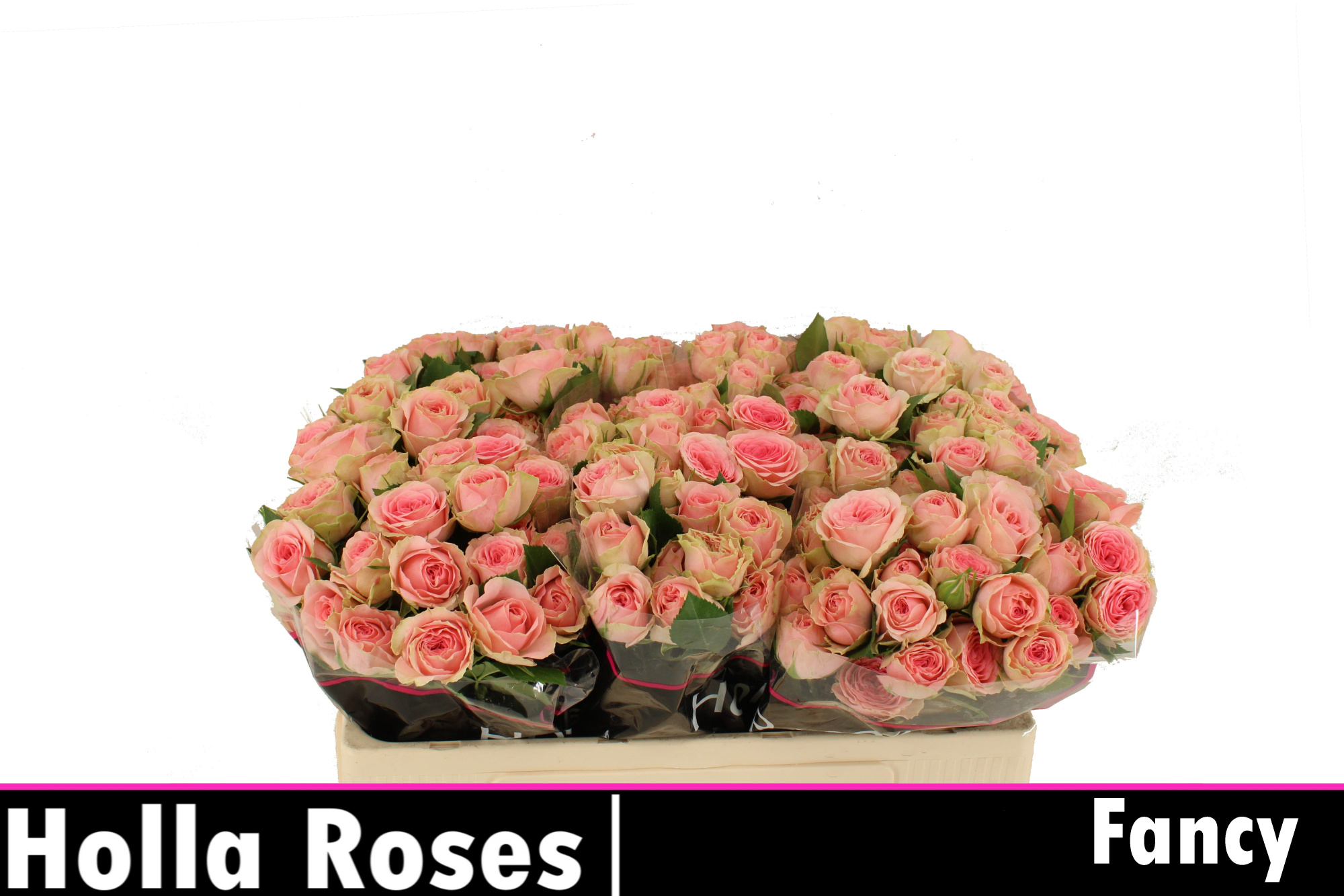 Роза куст. Фэнси 50, шт.