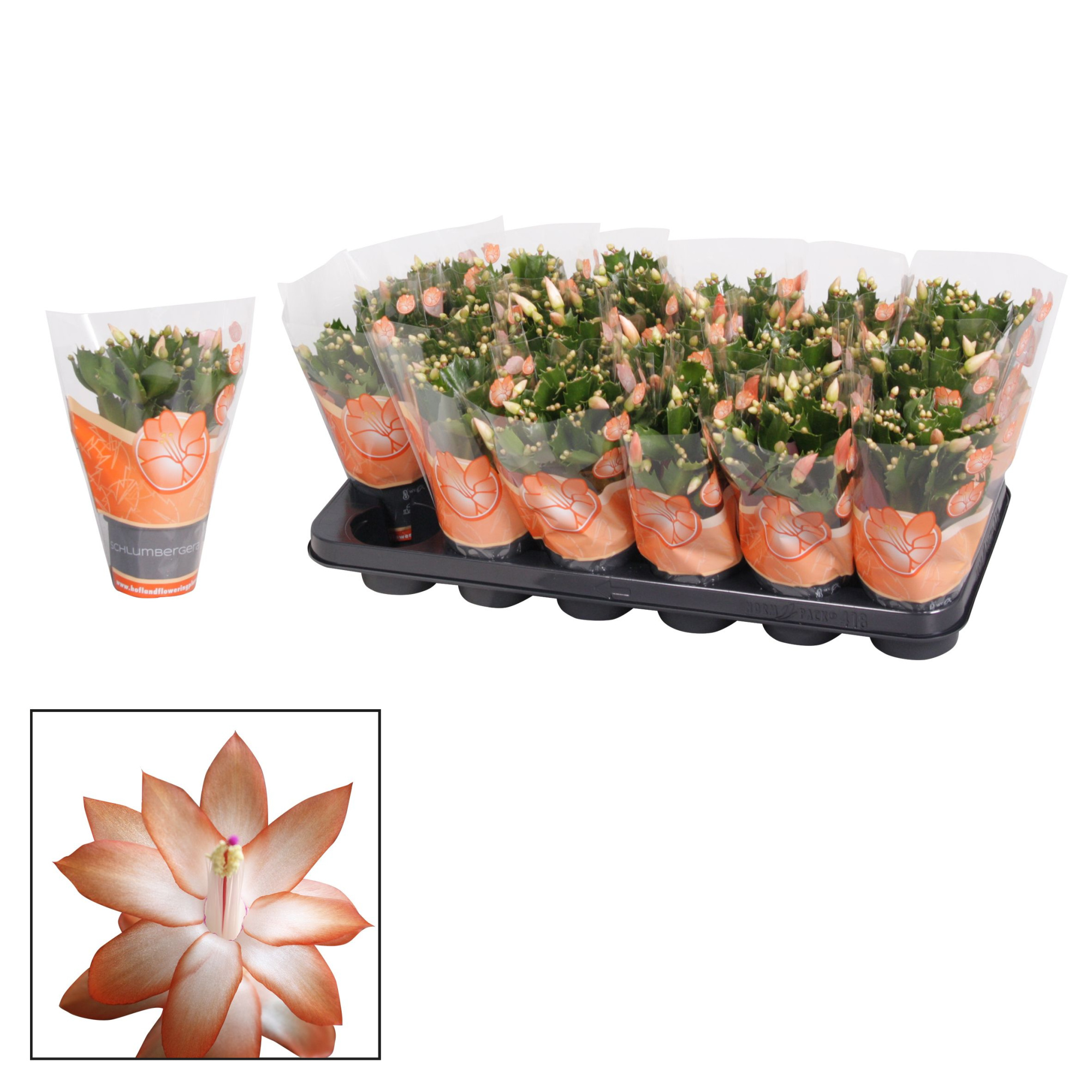 Schlumbergera - 9 cm - Orange (Christa), D 9 cm