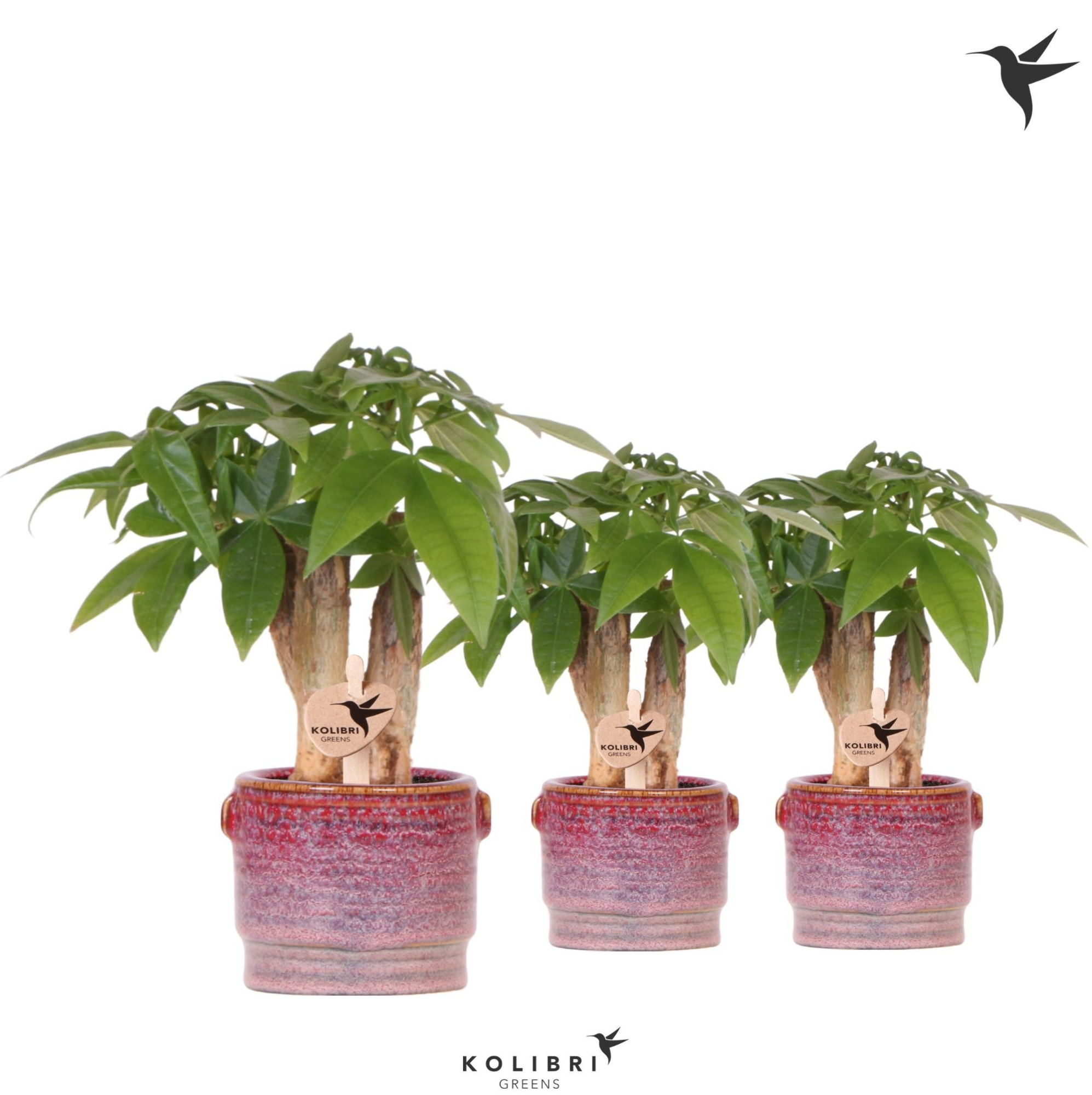 Kolibri Greens Pachira in Aura pot, D 6