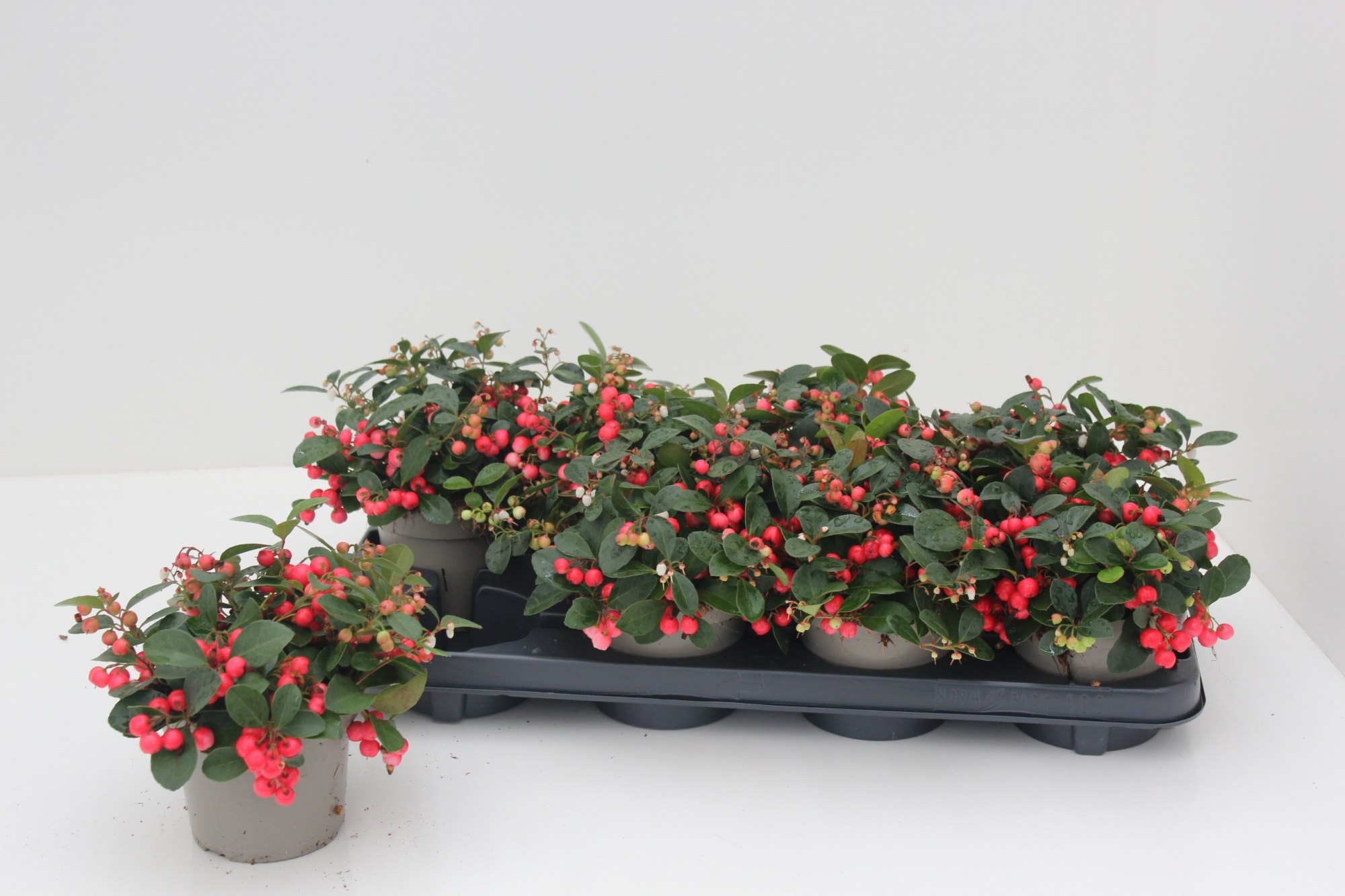 Gaultheria Big Berry, D 12 cm