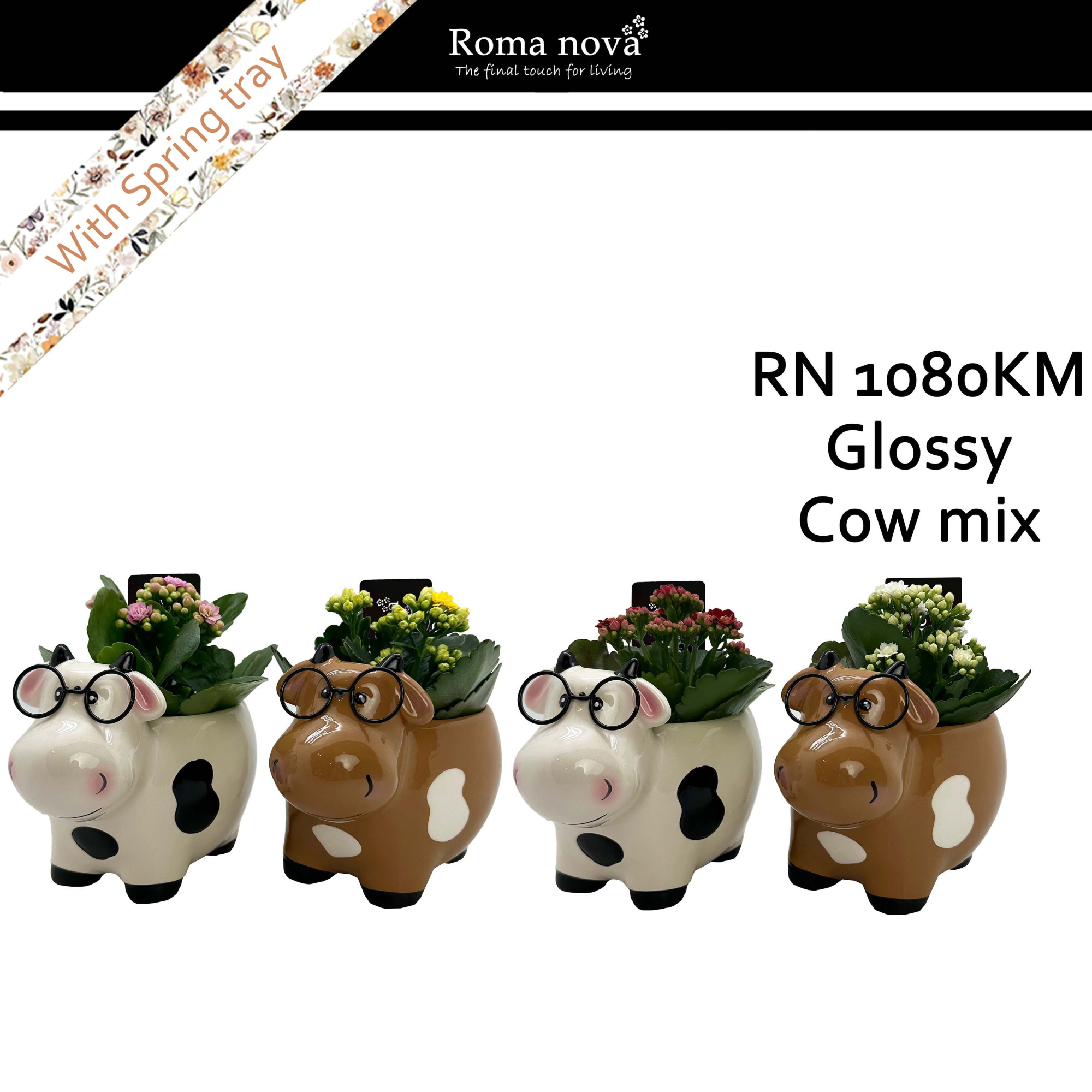 1080KM - Glossy Cow mix (Kalanchoe mix), D 17