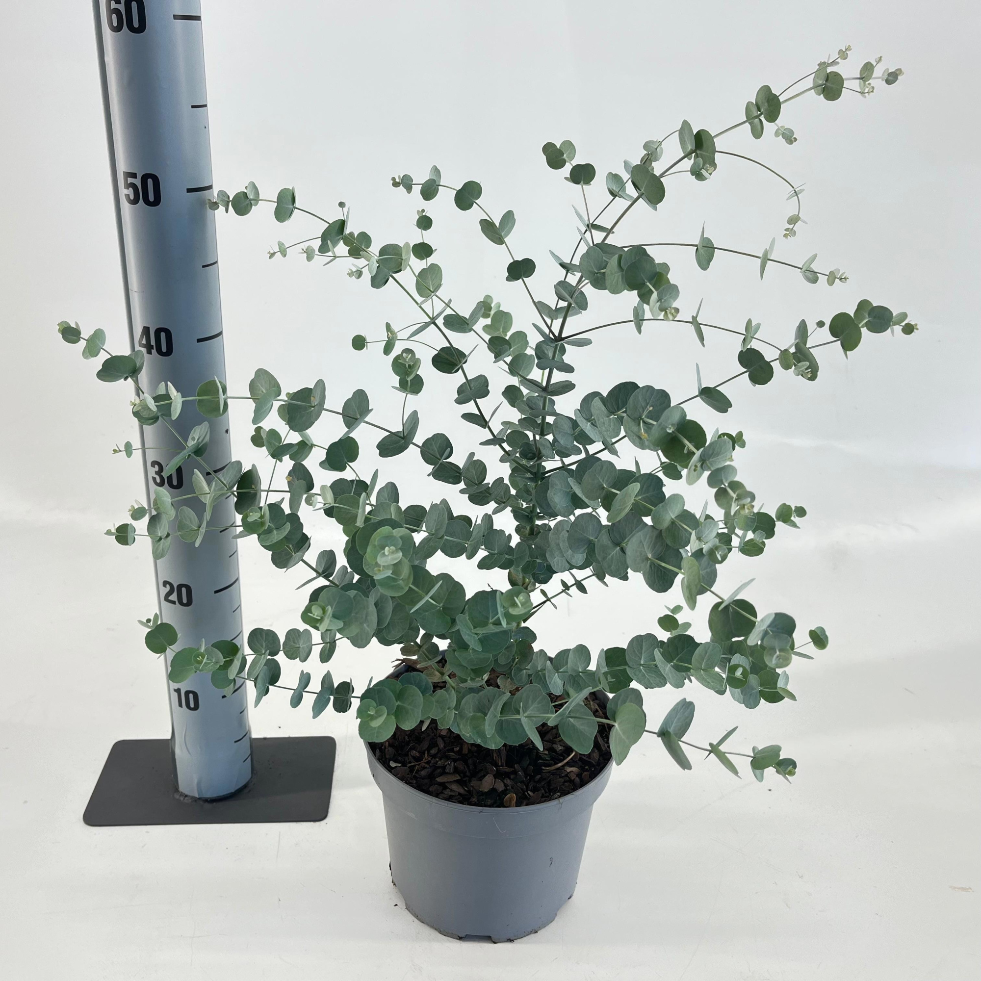 Eucalyptus gunnii Silverana ('Ion40'PBR), D 19 cm