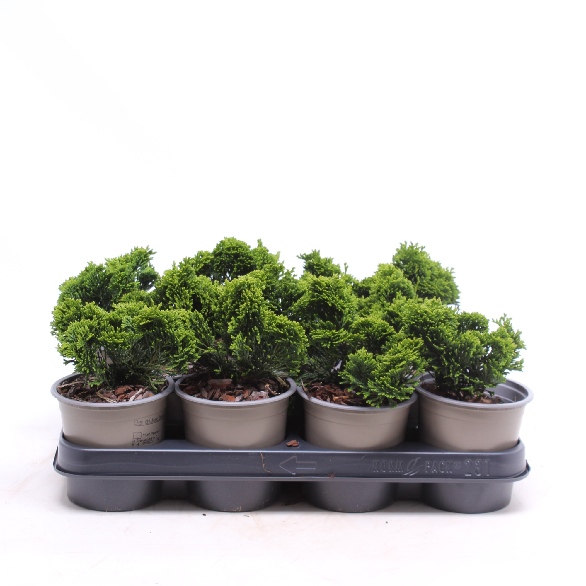 Chamaecyparis obtusa 'Nana Gracilis', D 11 cm