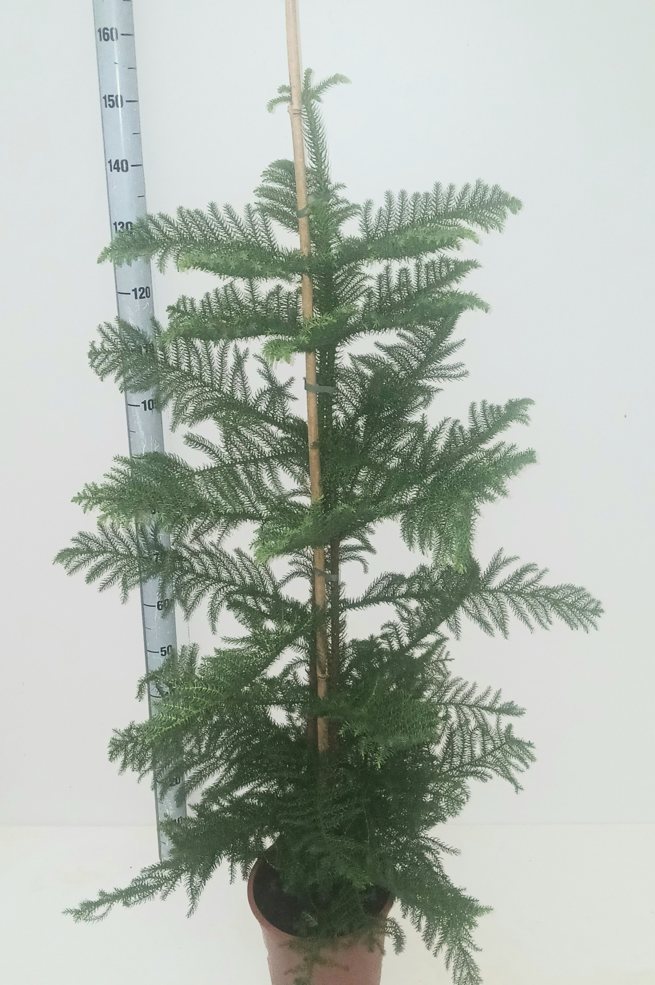 araucaria hetrophylla, D 27