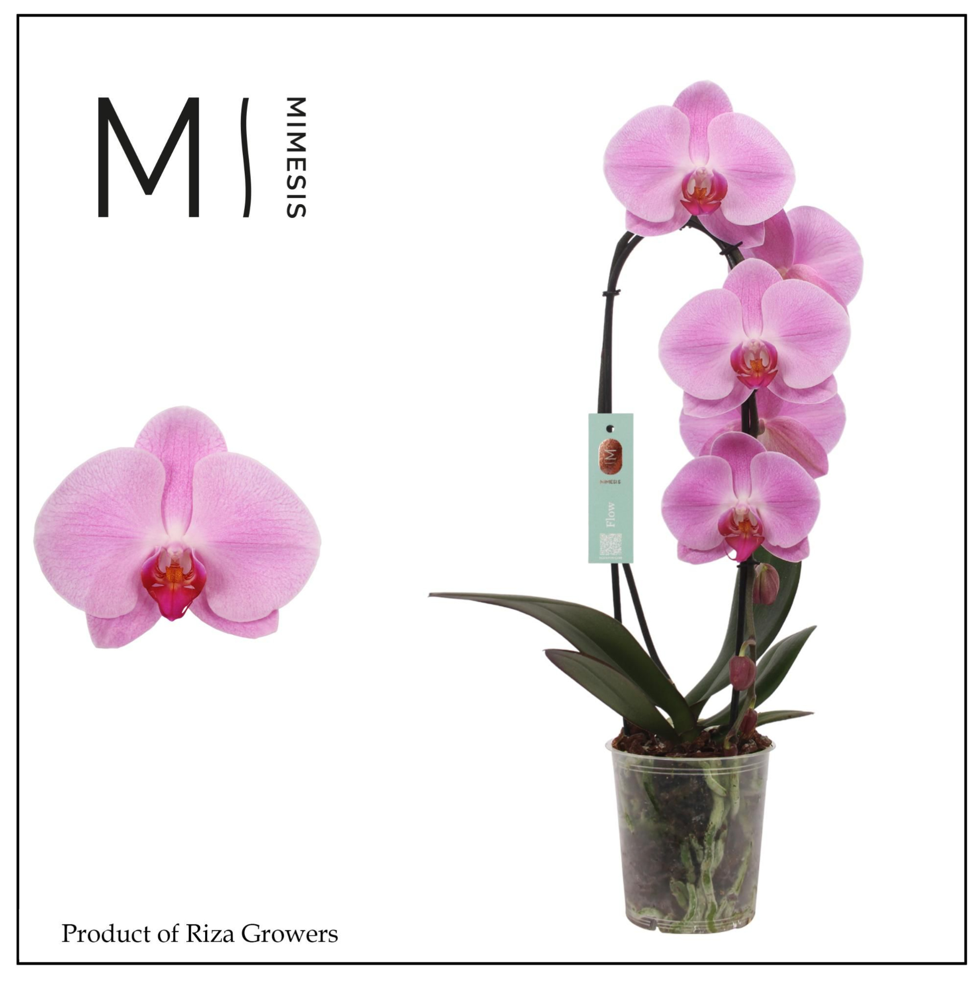 Phalaenopsis Flow Pink Naomi 1 spike - 12cm | Mimesis, D 12 cm