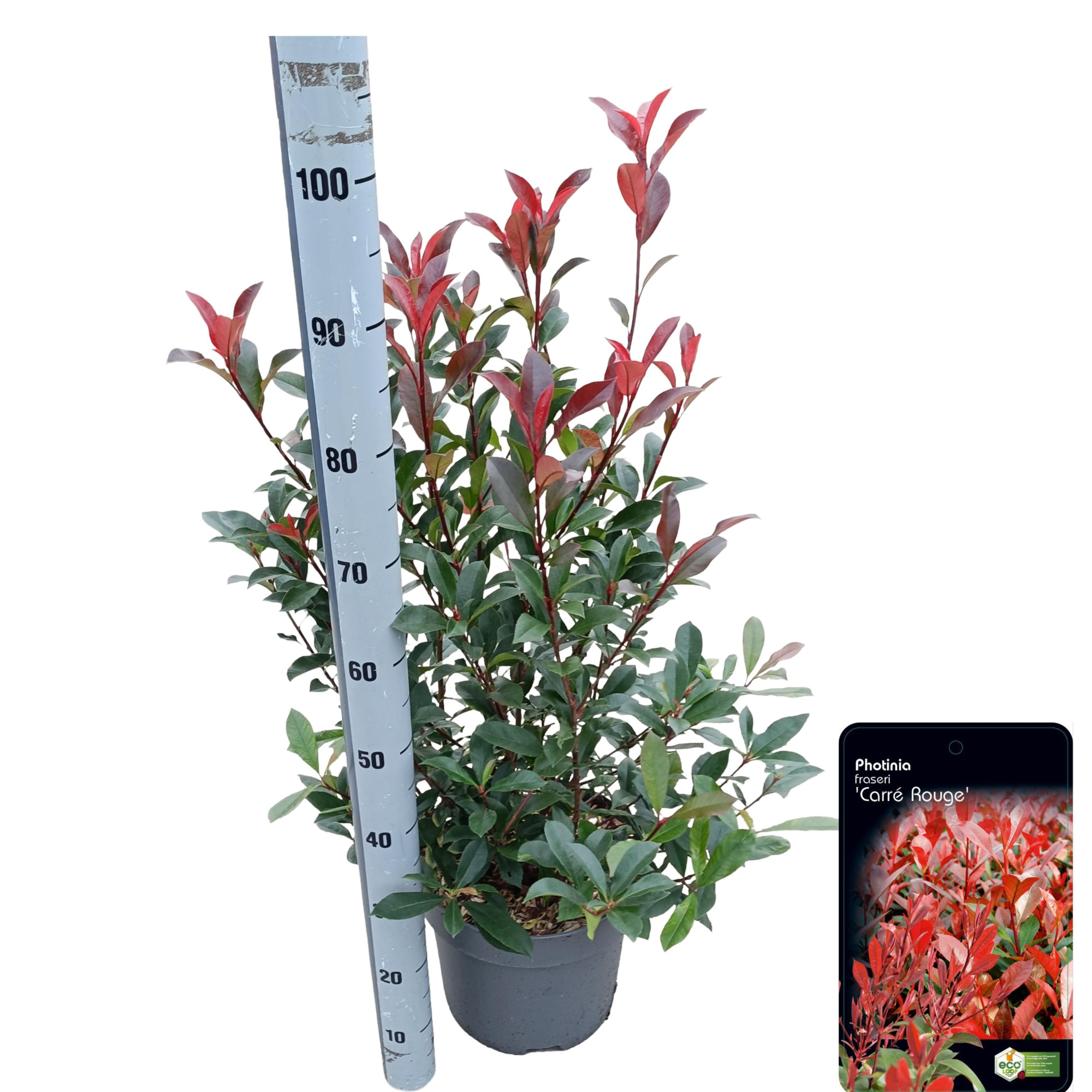 Photinia fraseri 'Carré Rouge' C10, D 28 cm