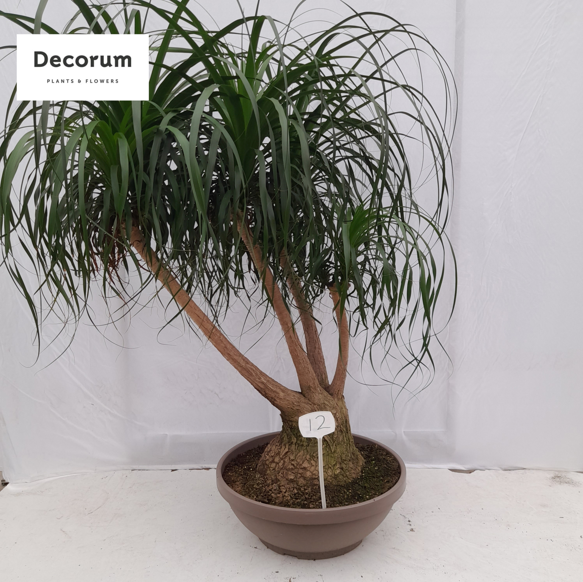 Beaucarnea vertakt op nummer 12, D 60