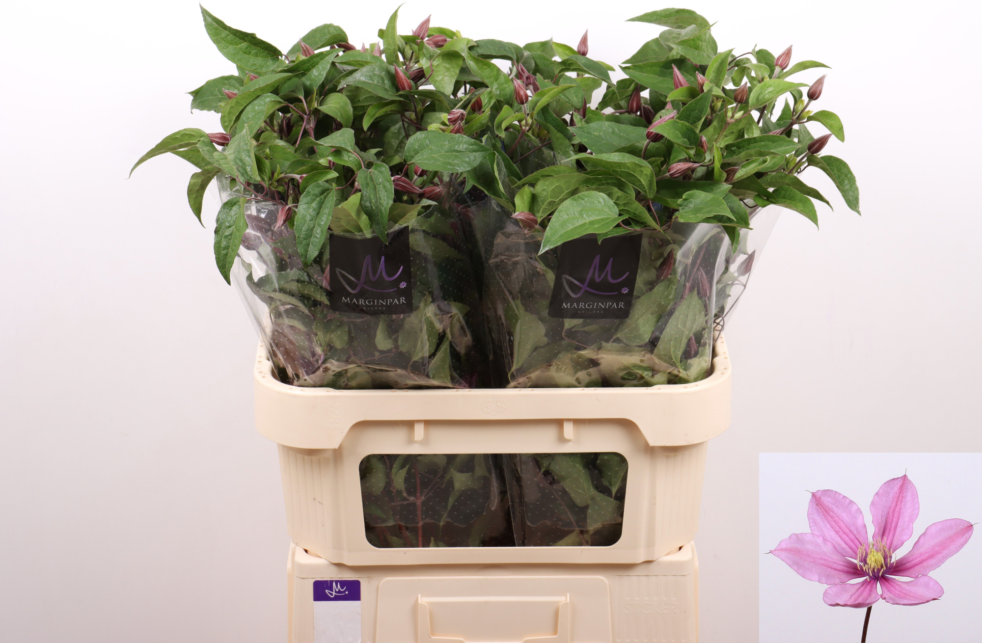 Клематис Эмейзин Токио 80, шт.