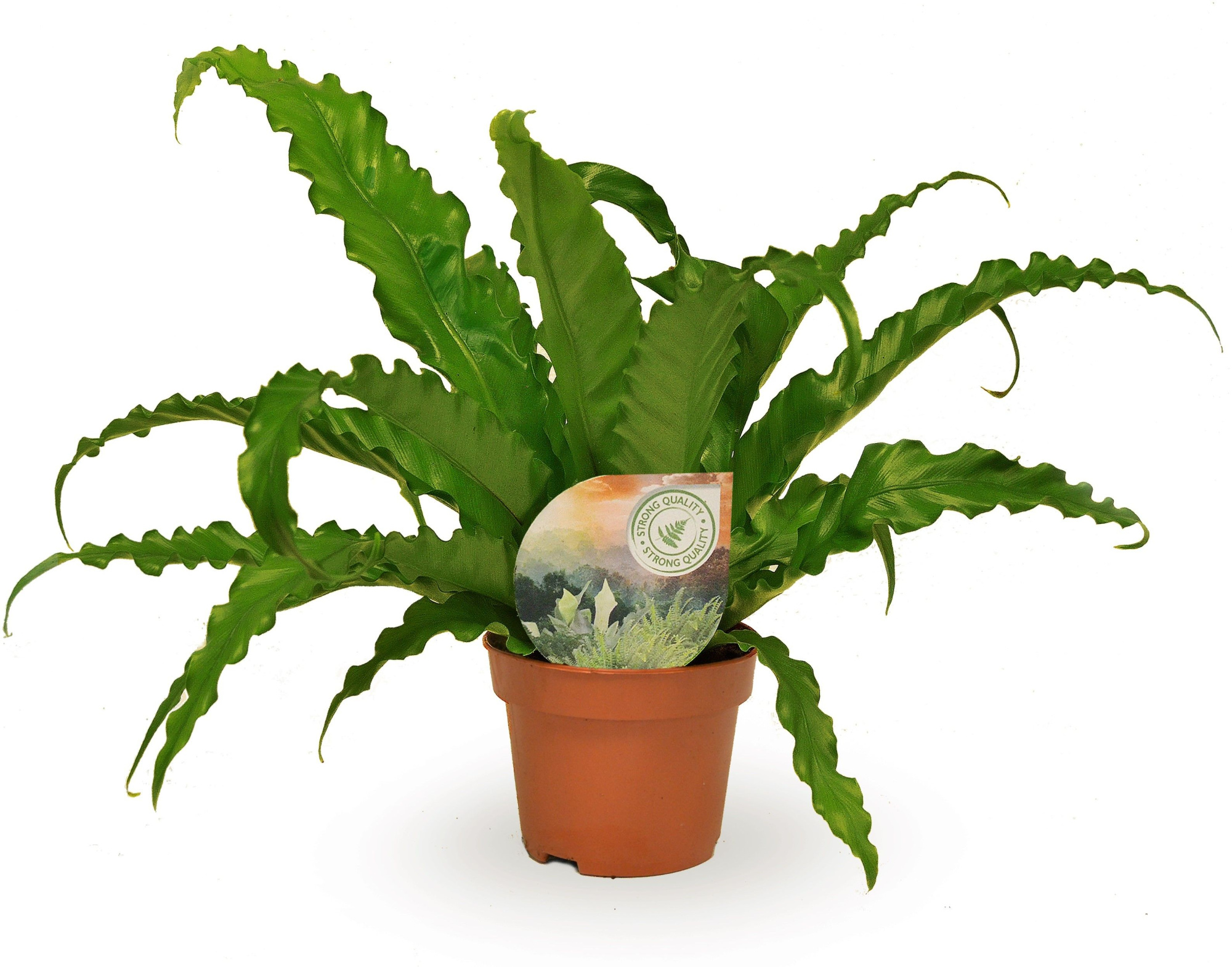 Asplenium Osaka, D 12 cm