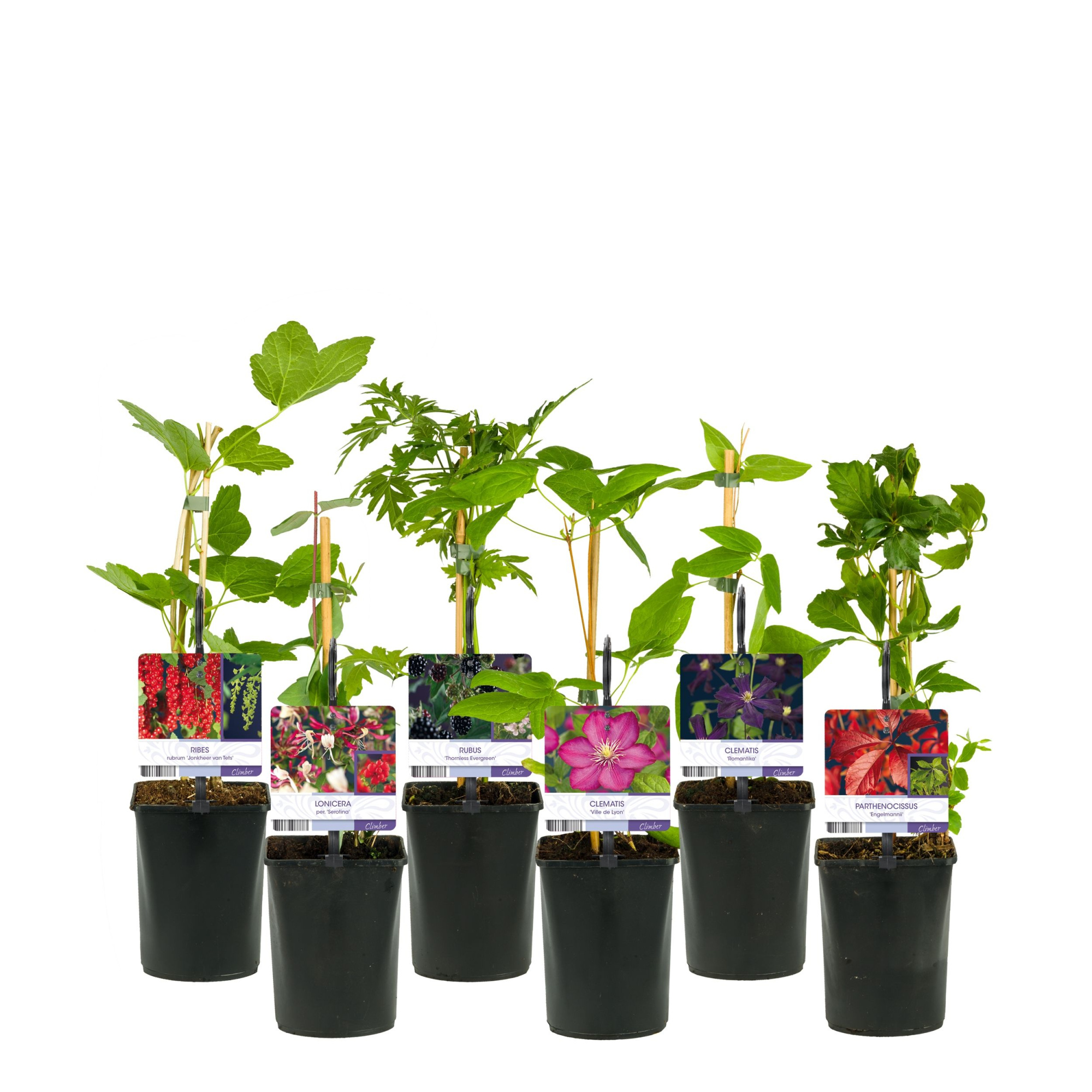 Mix CC 50% Clematis, 50% Climbers +light label, D 11