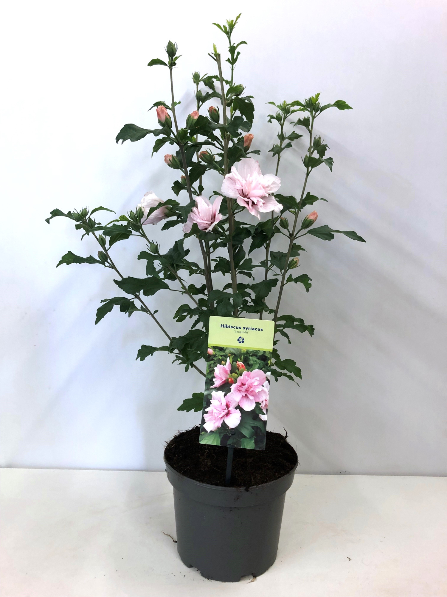 Hibiscus syriacus 'Leopoldii' 19 cm, D 19 cm