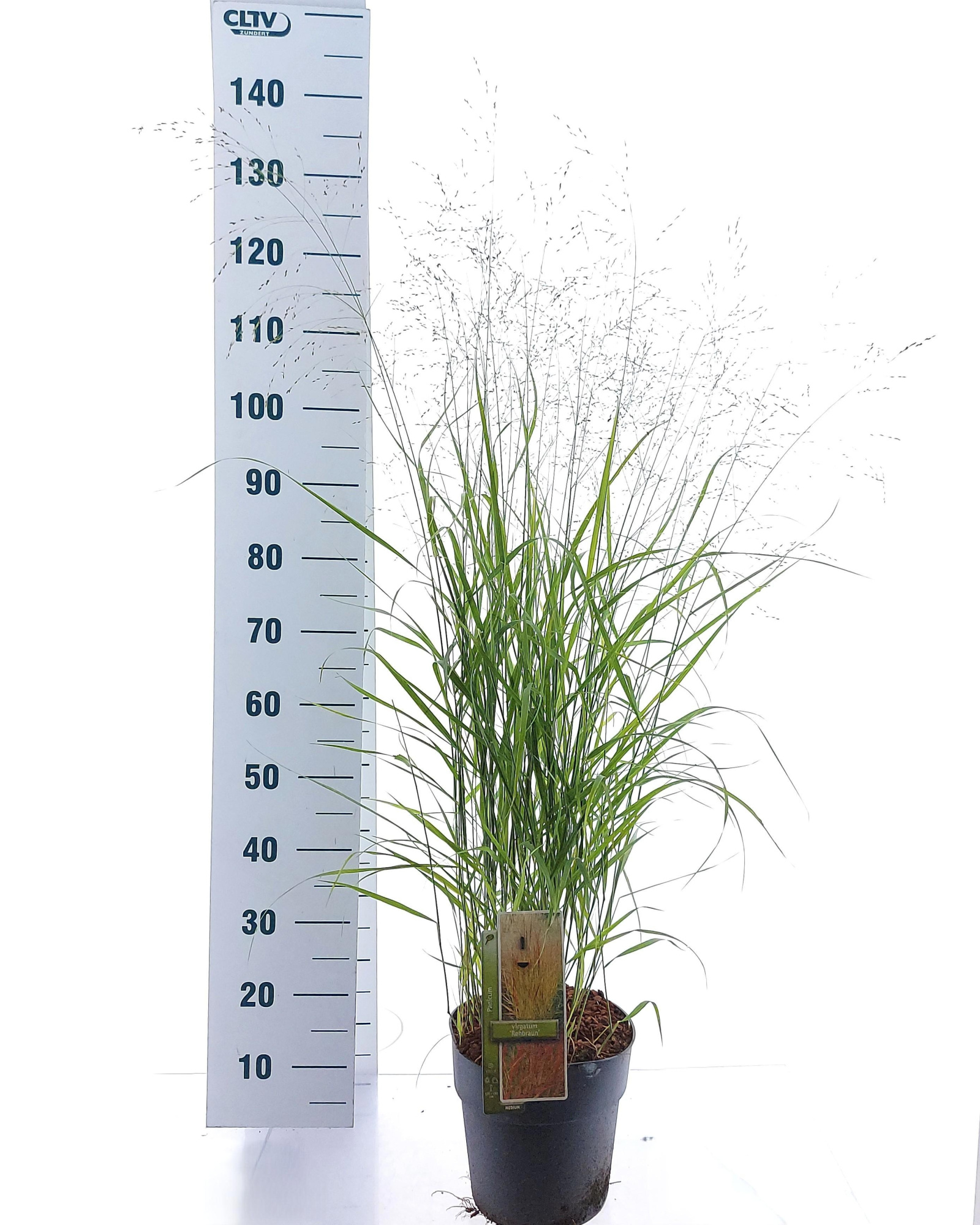 Panicum virgatum 'Rehbraun', D 23 cm
