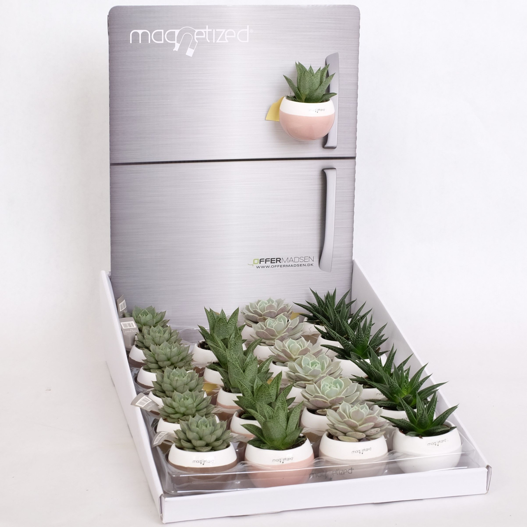 Magnetized Oslo in Display with Succulent mix, D 6 cm