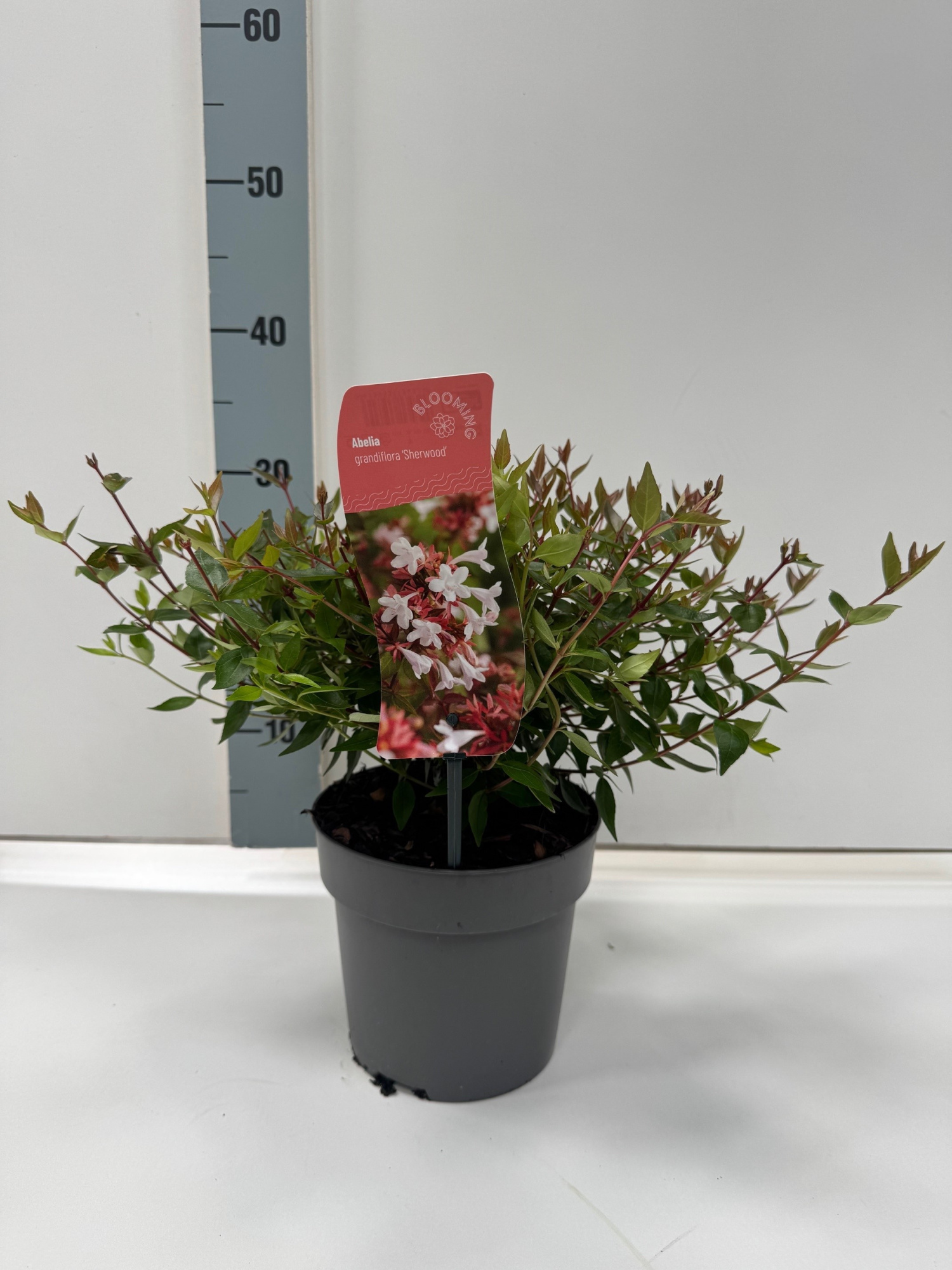 Abelia grandiflora 'Sherwood', D 17 cm