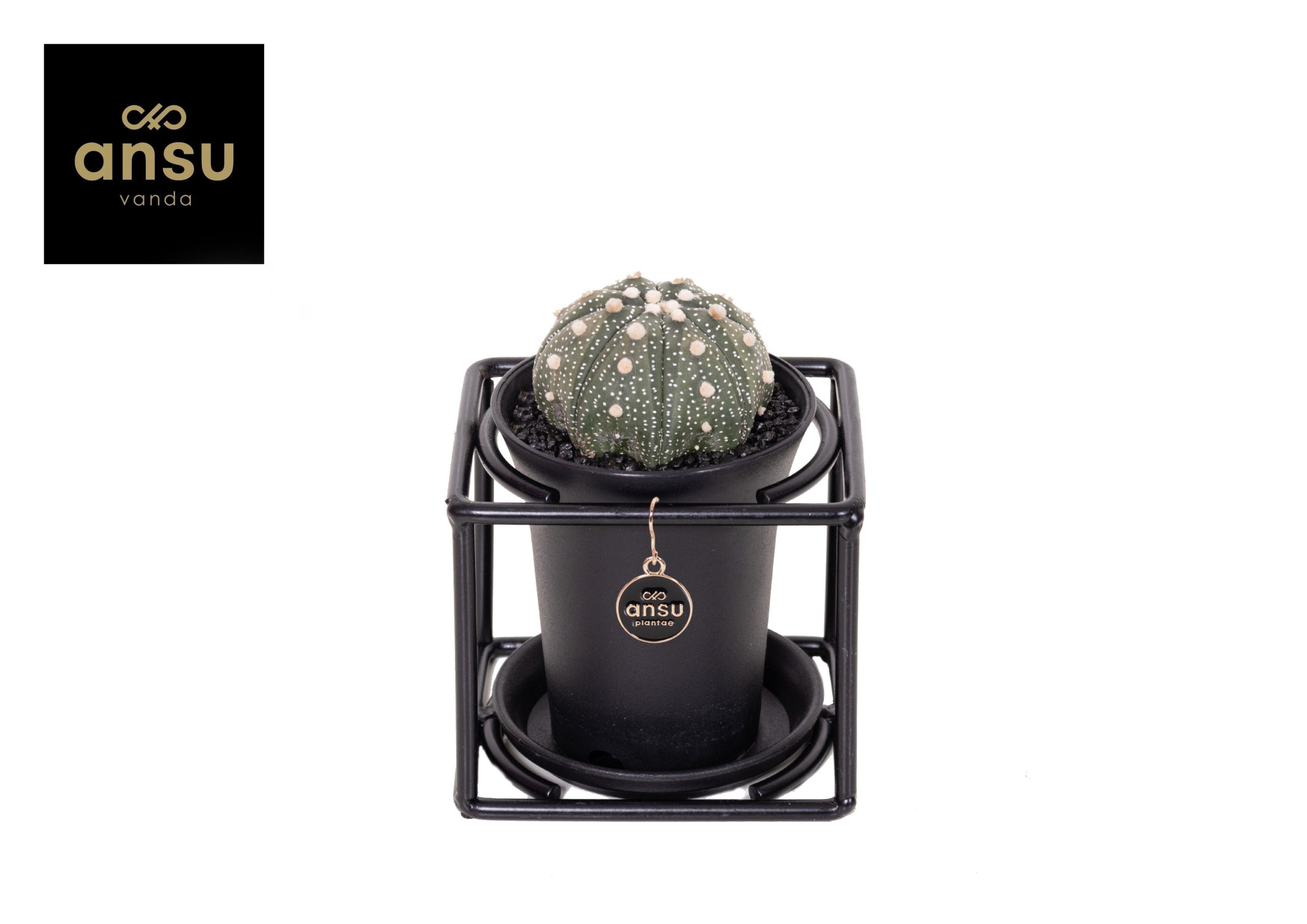 Astrophytum Asterias in design frame, D 10 cm