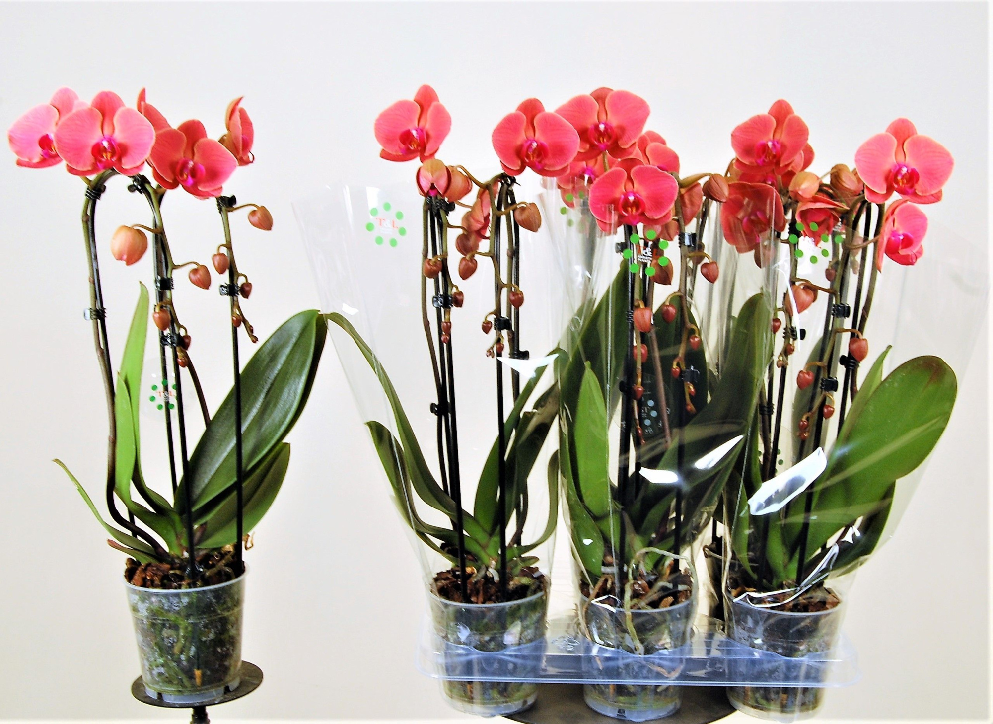 Asian Coral cascade 2 tak, D 12