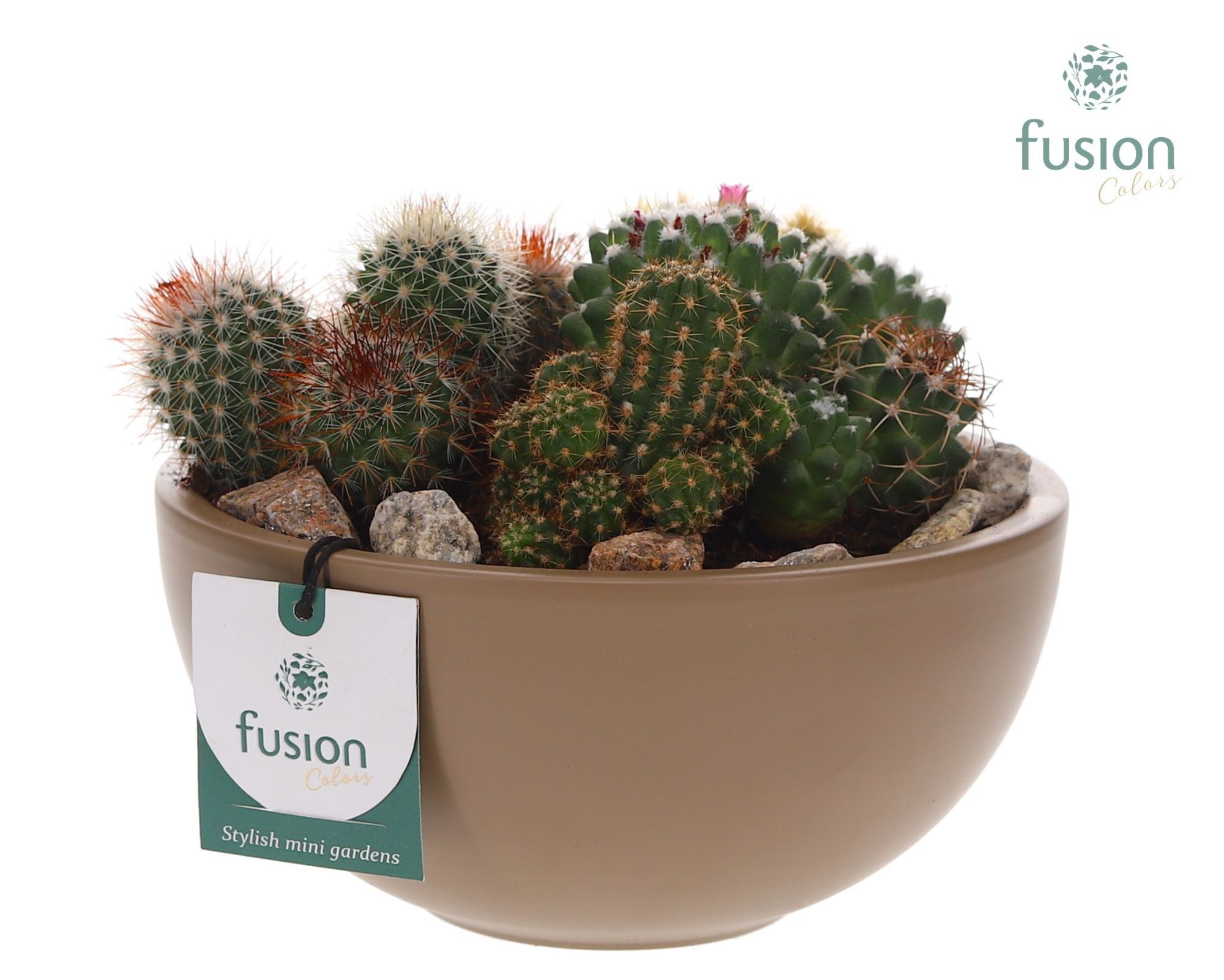 Schaal keramiek Moon Medium beige met Cactussen, D 18